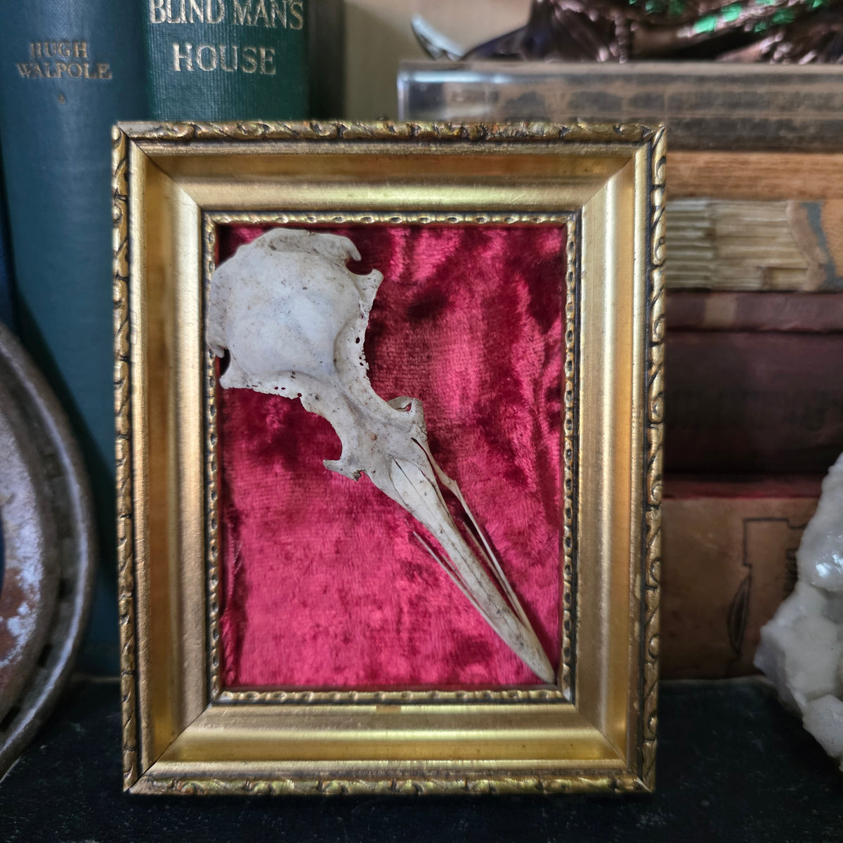 Gull Skull Frame