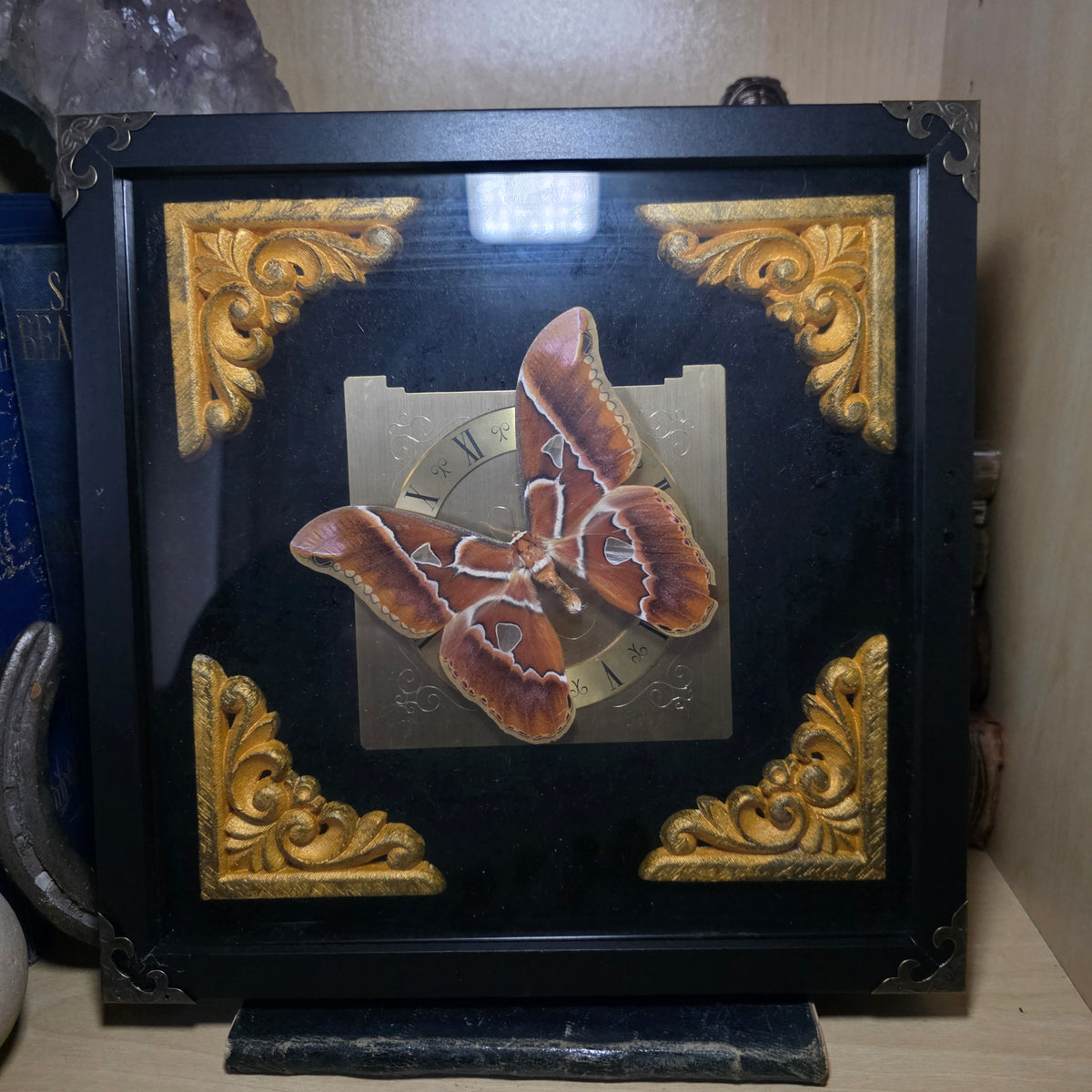 Silk Moth Deep Frame