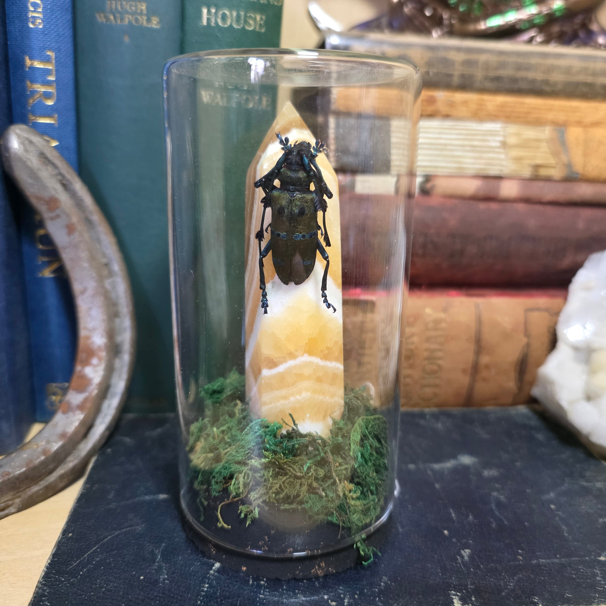 Lornghorn beetle jar
