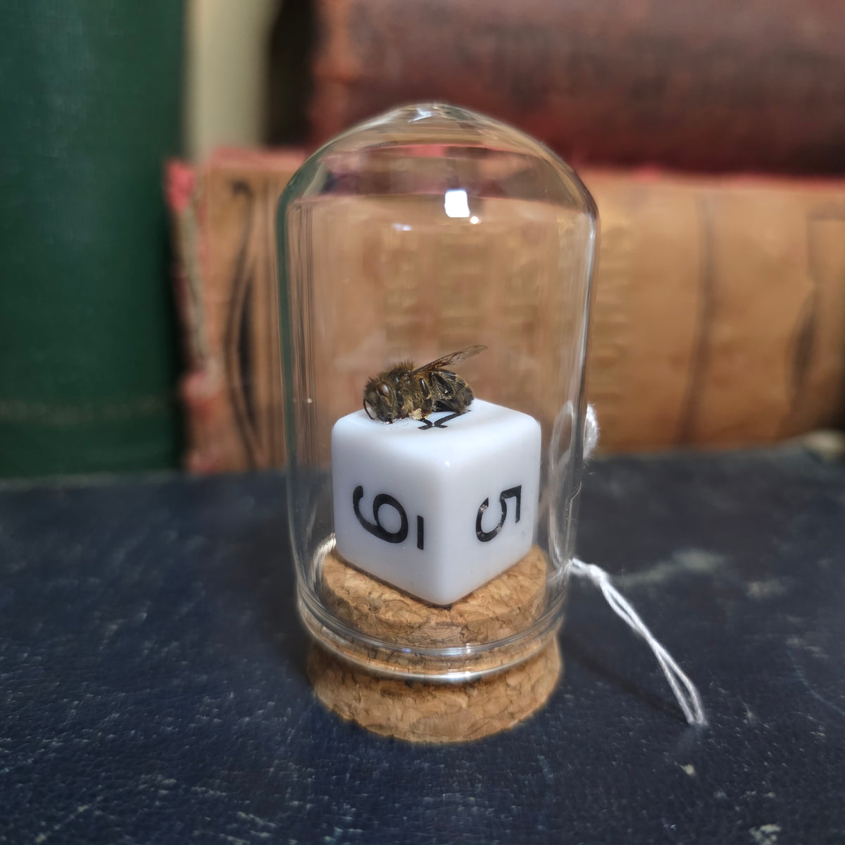 D&D Dice Bee Dome