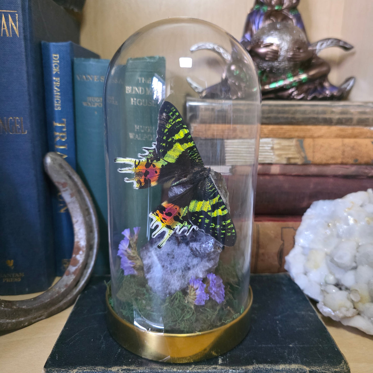 Sunset Moth Tall Dome