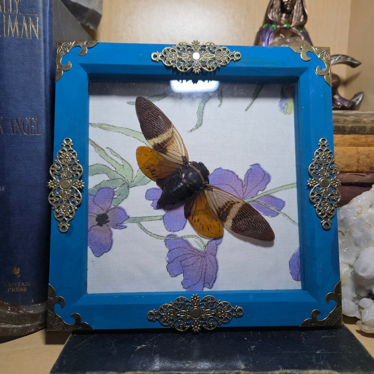 Cicada Deep Frame