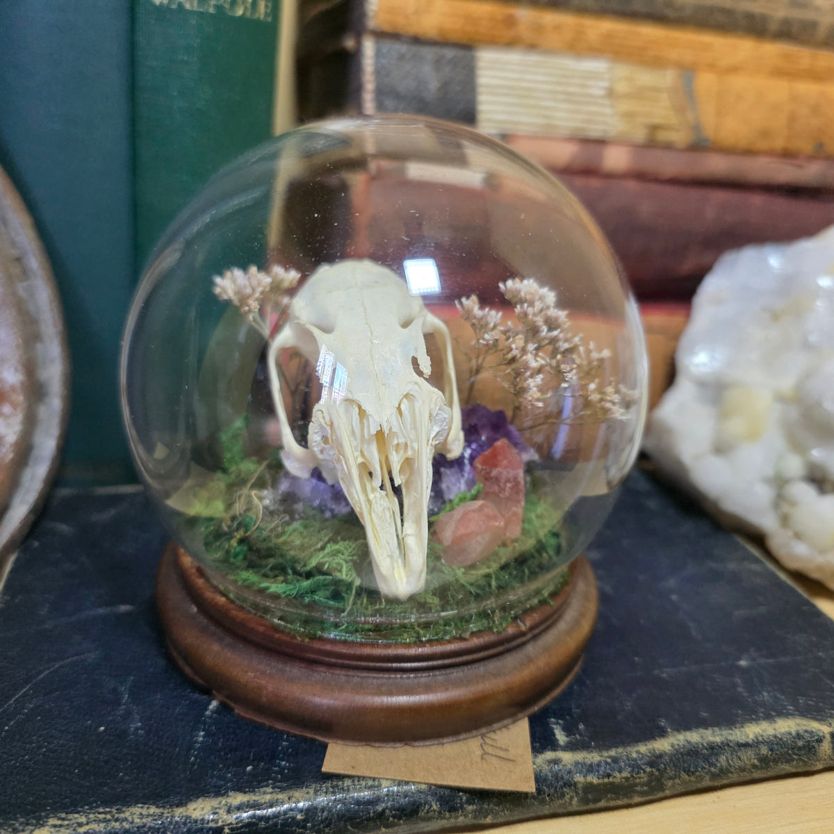 Rabbit Skull Bubble Dome