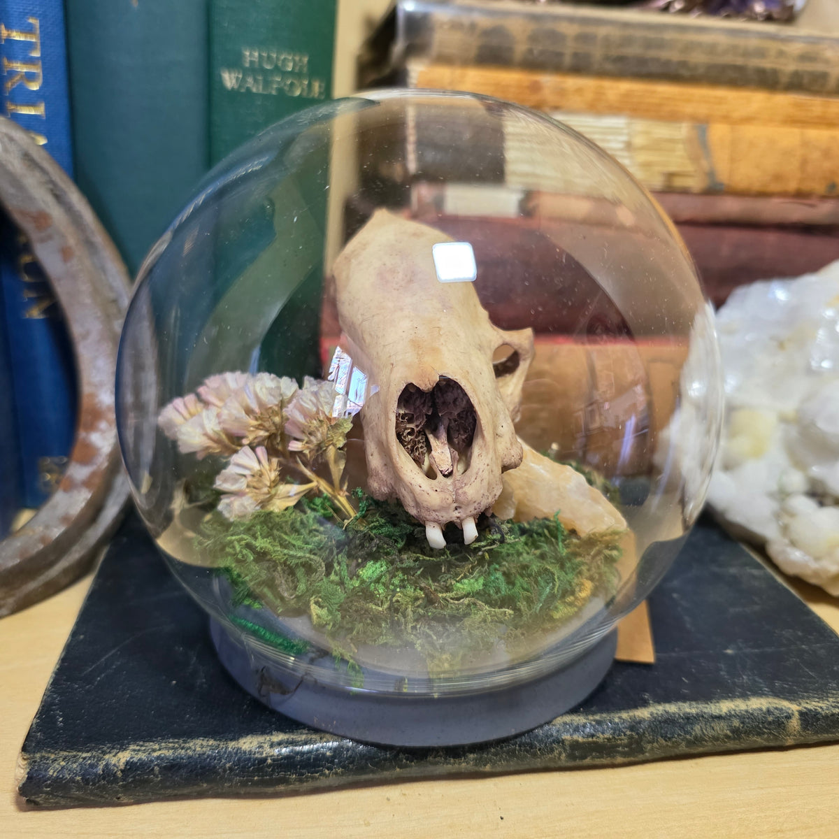Badger Skull Bubble Dome