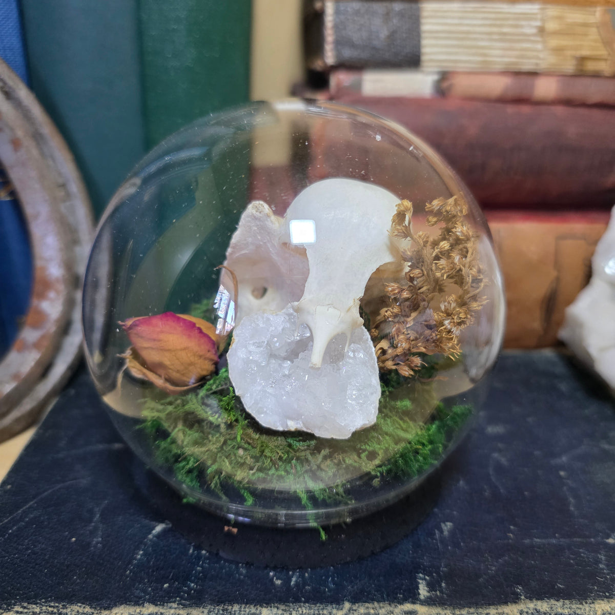 Partial Crow Skull Bubble Dome