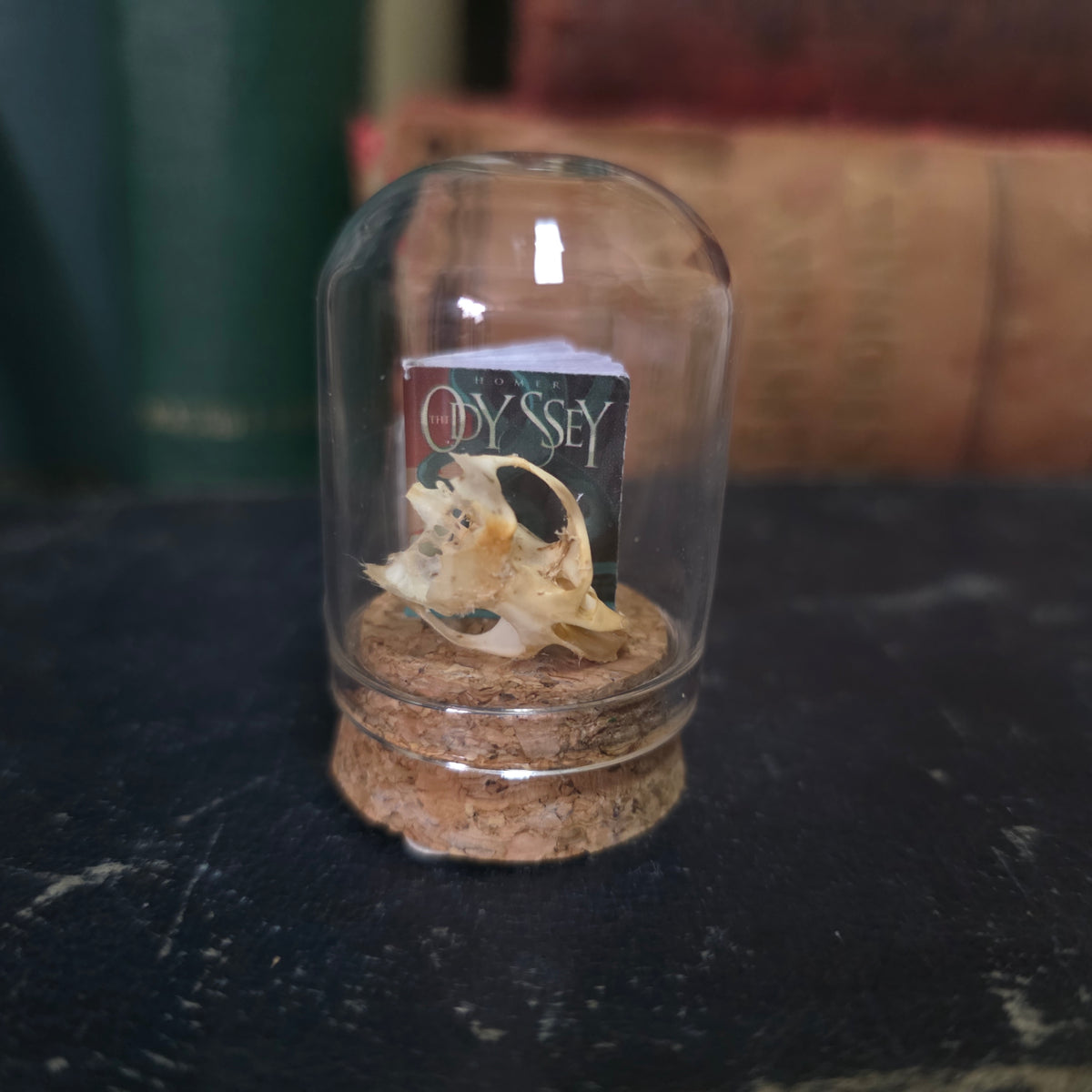 Book Mini Skull Dome
