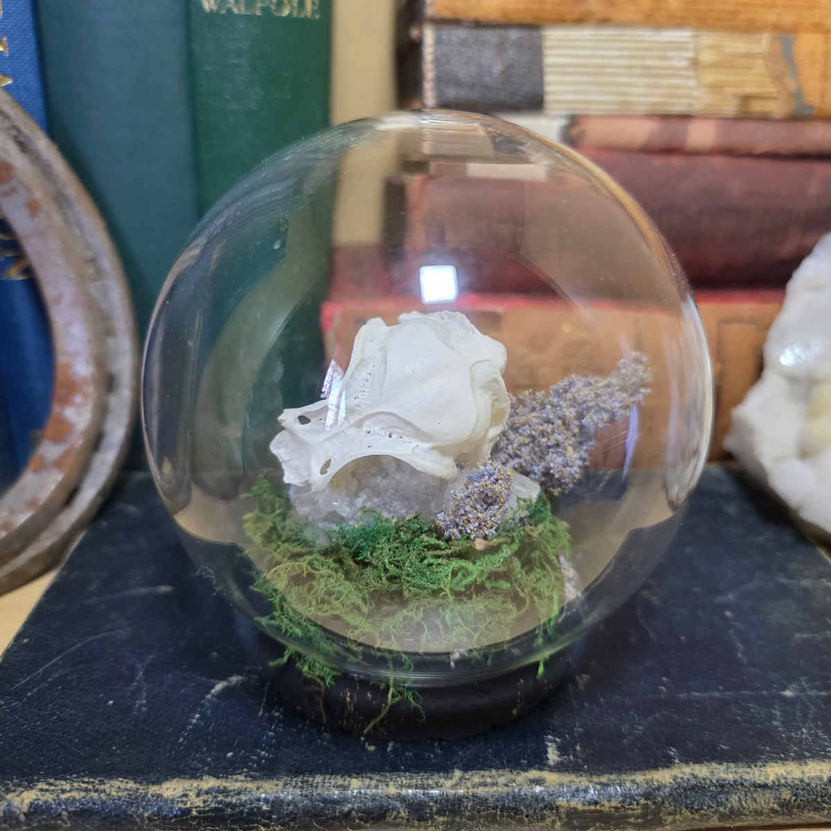 Partial Gull Skull Bubble dome
