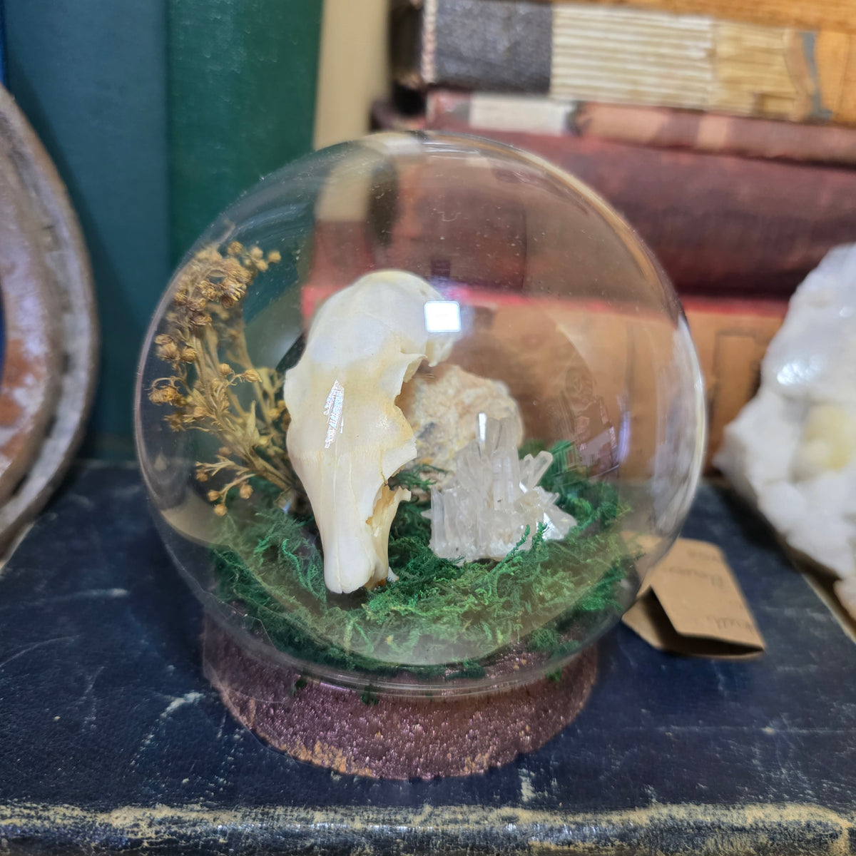 squirrel skull bubble dome