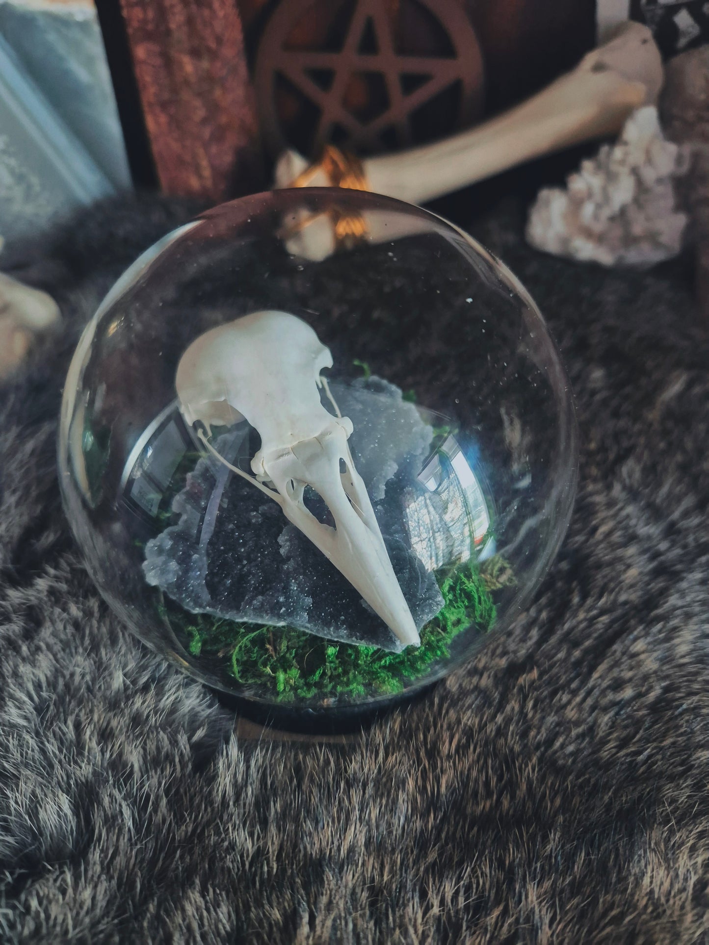Crow Skull Dome