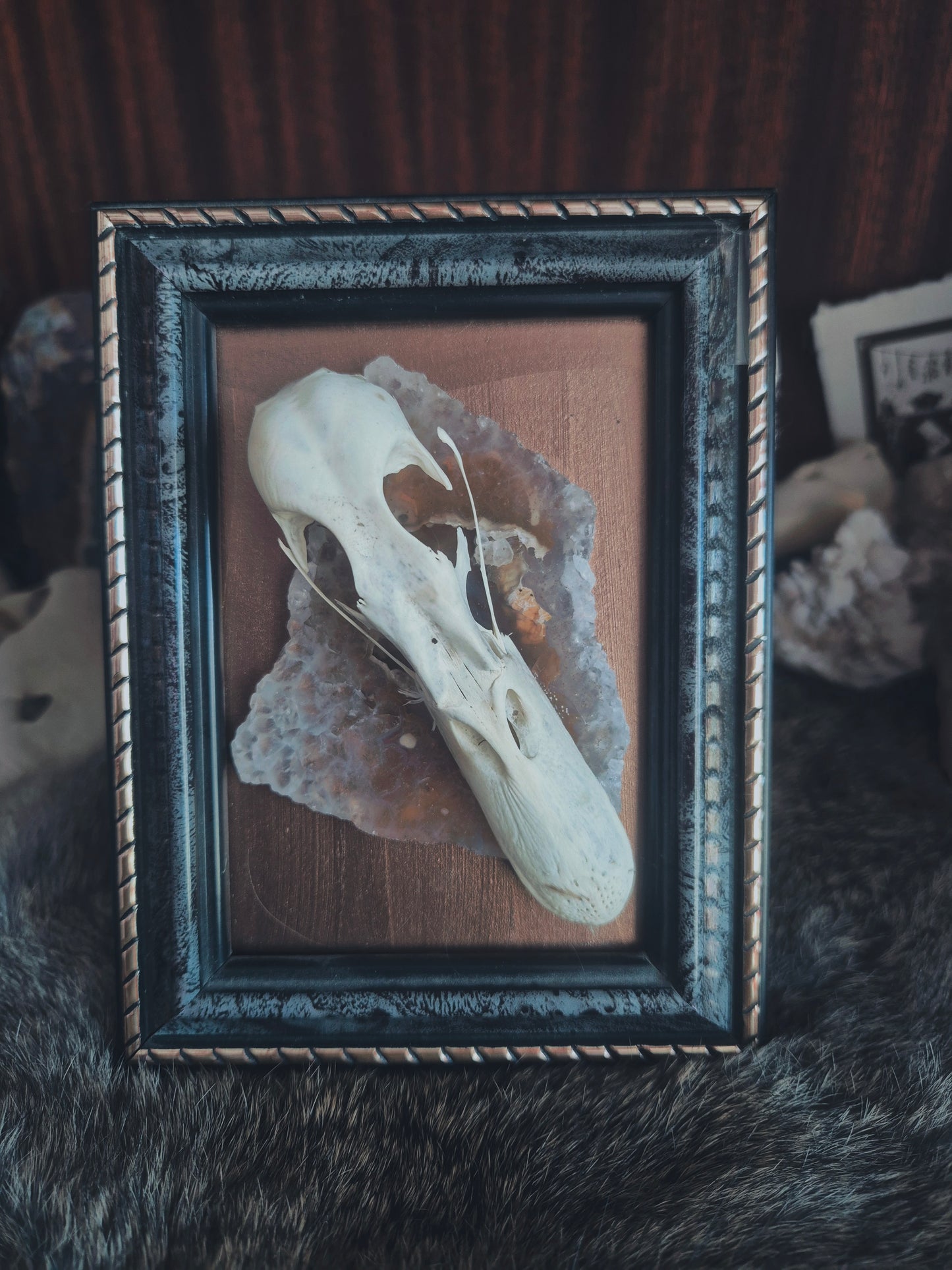 Duck Skull Frame