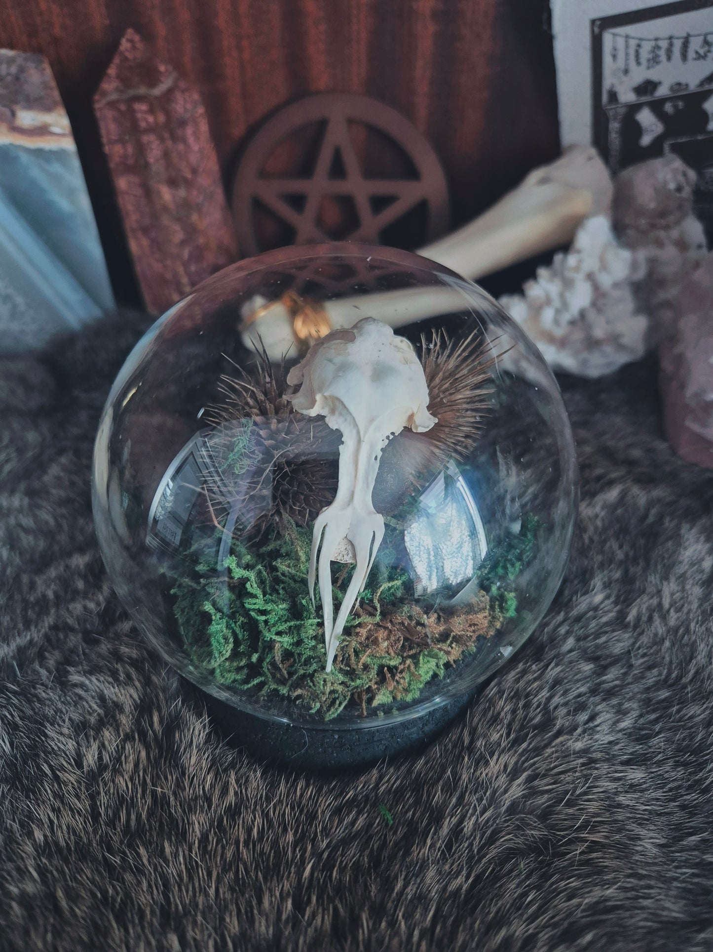 Bird Skull Dome