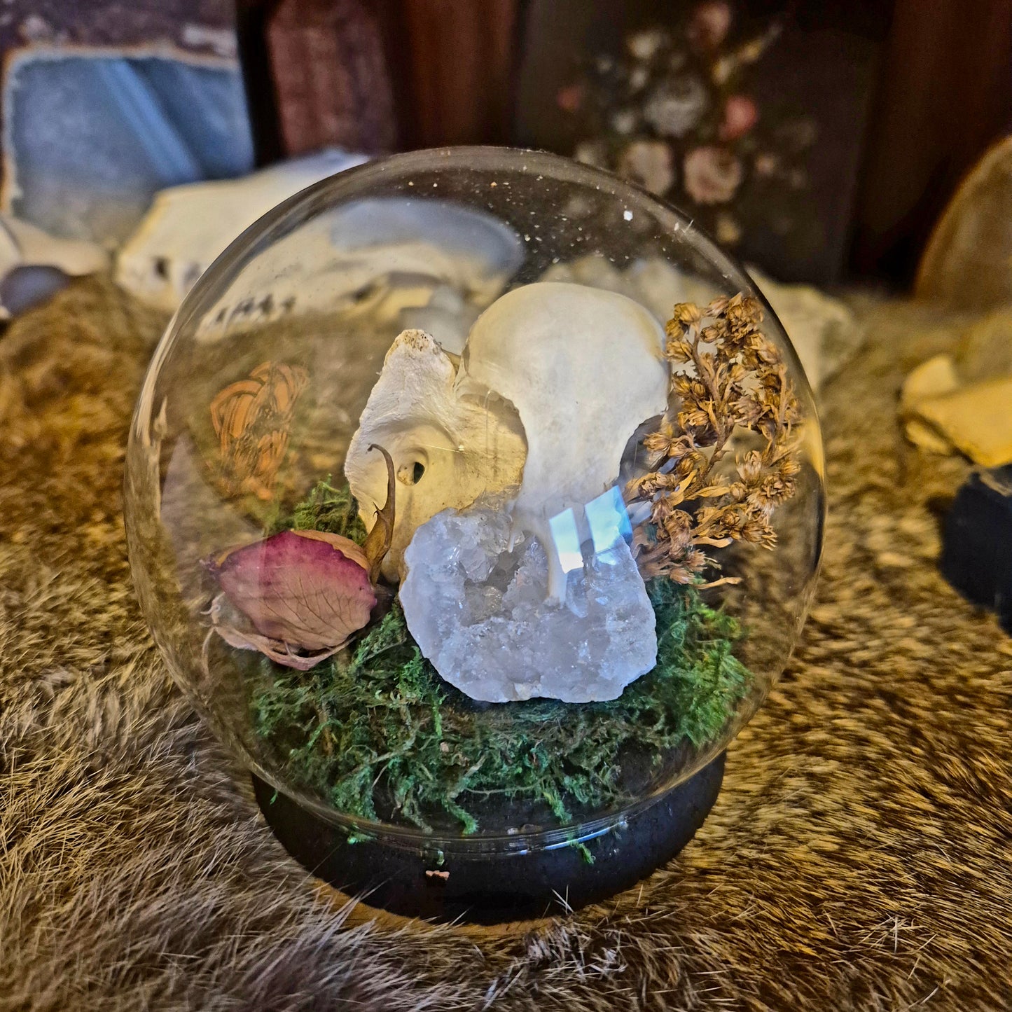 Partial Crow Skull Bubble Dome