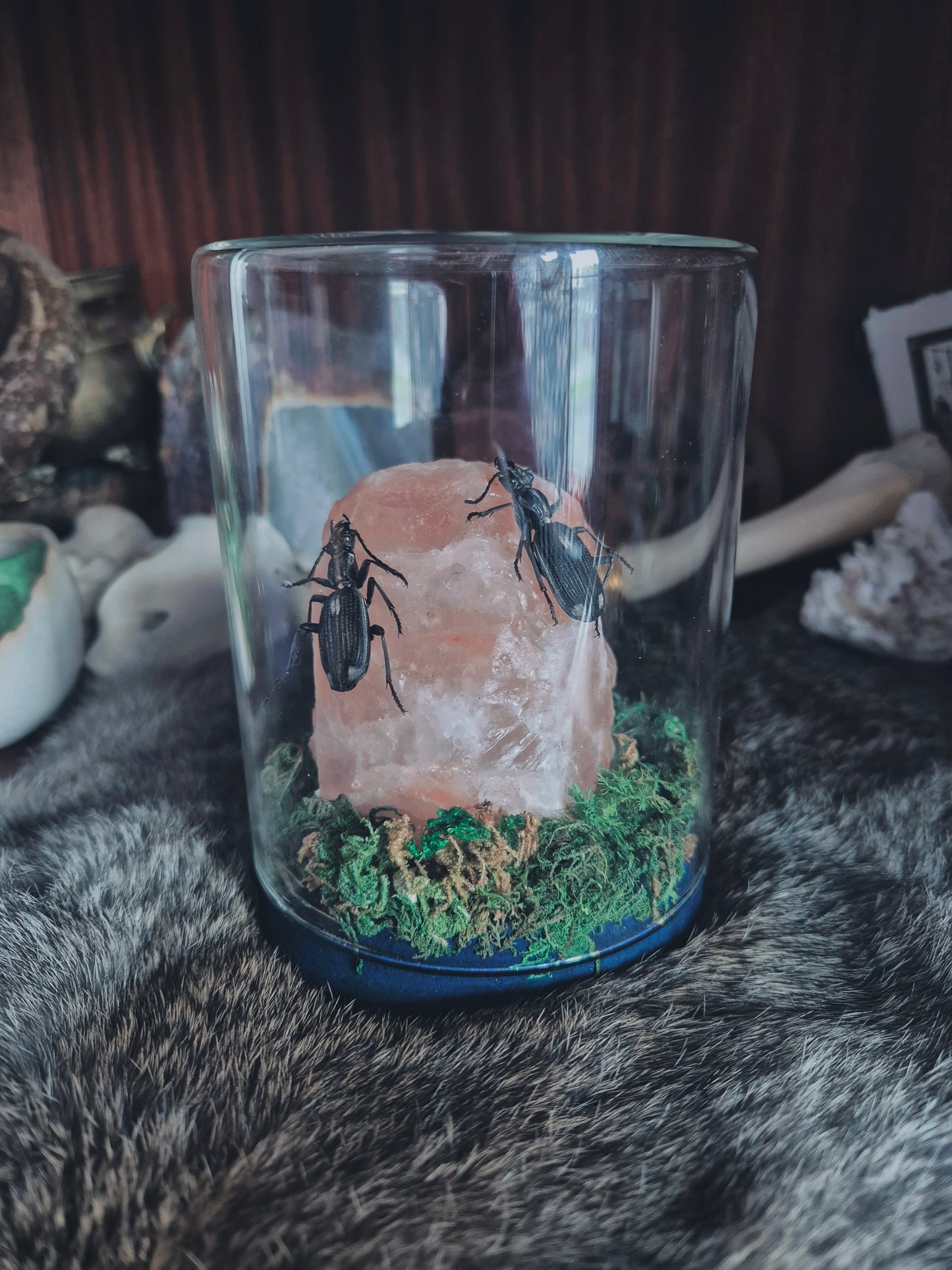 Carabidae Predatory Beetles Dome