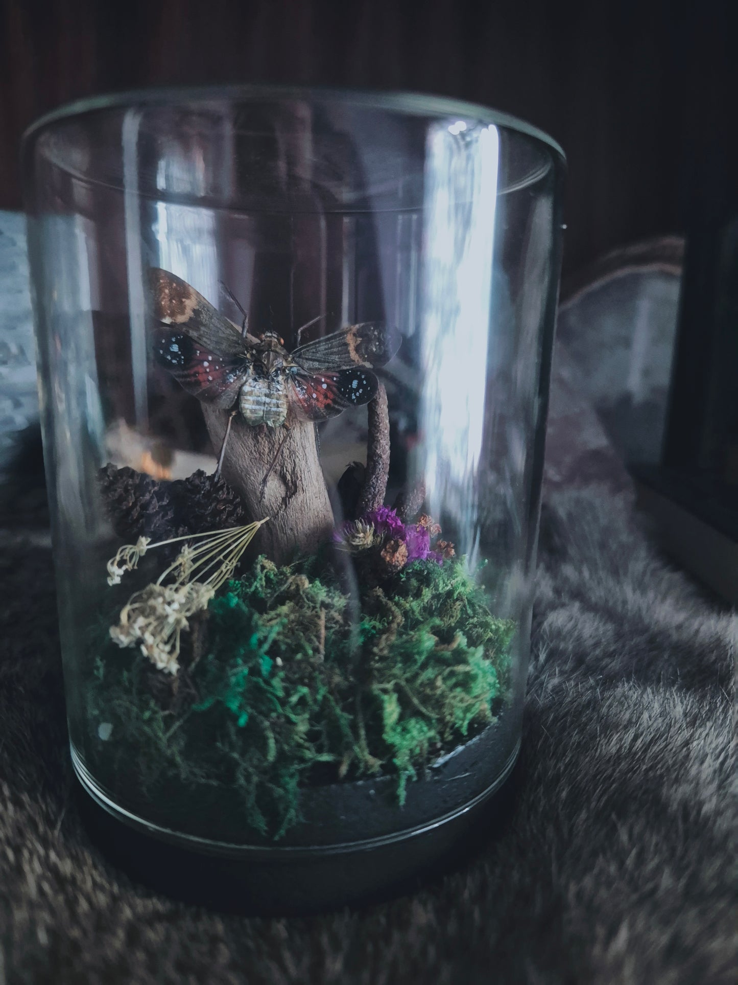 Red Lantern Fly Dome