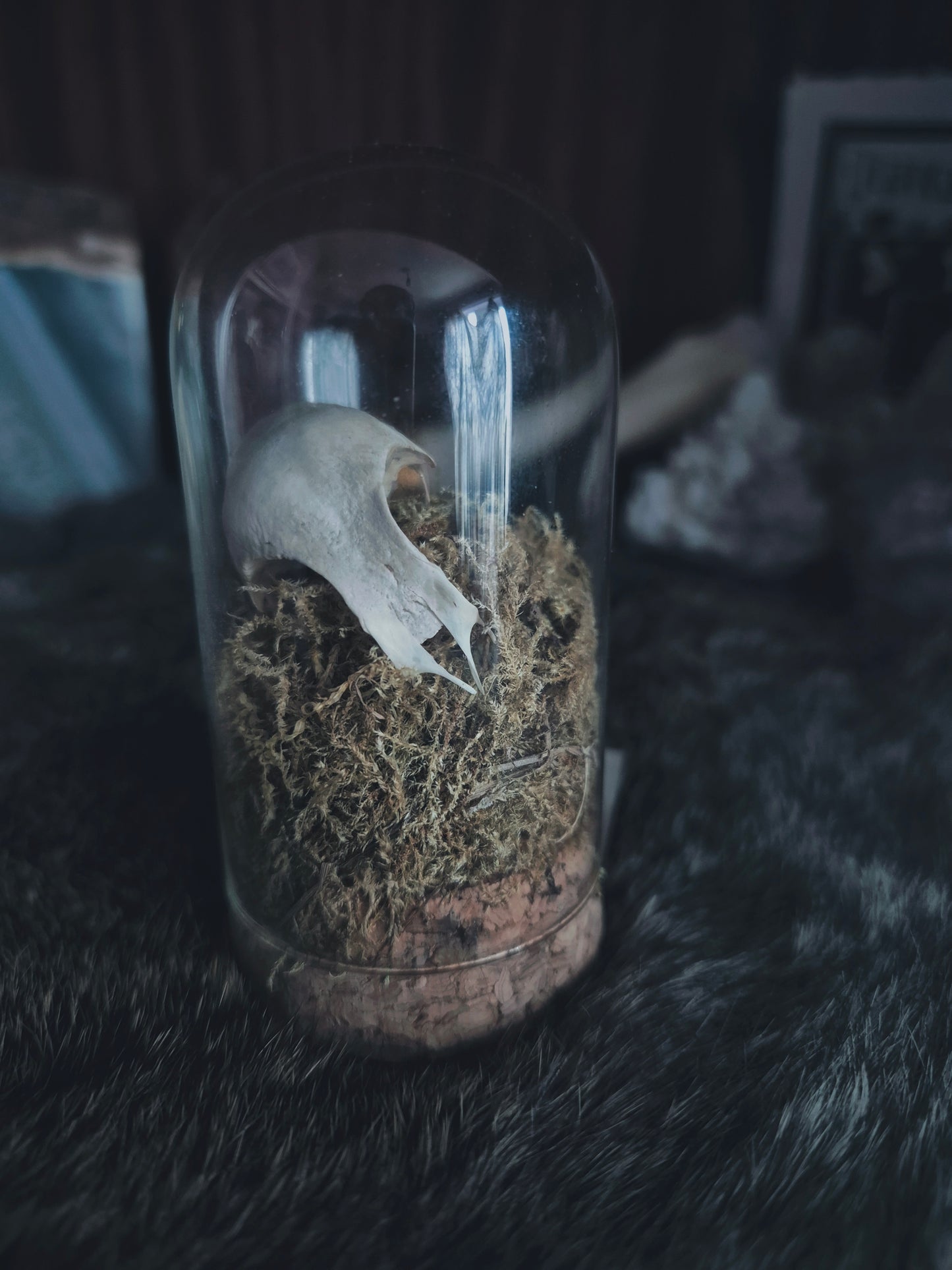 Partial Bird Skull Dome