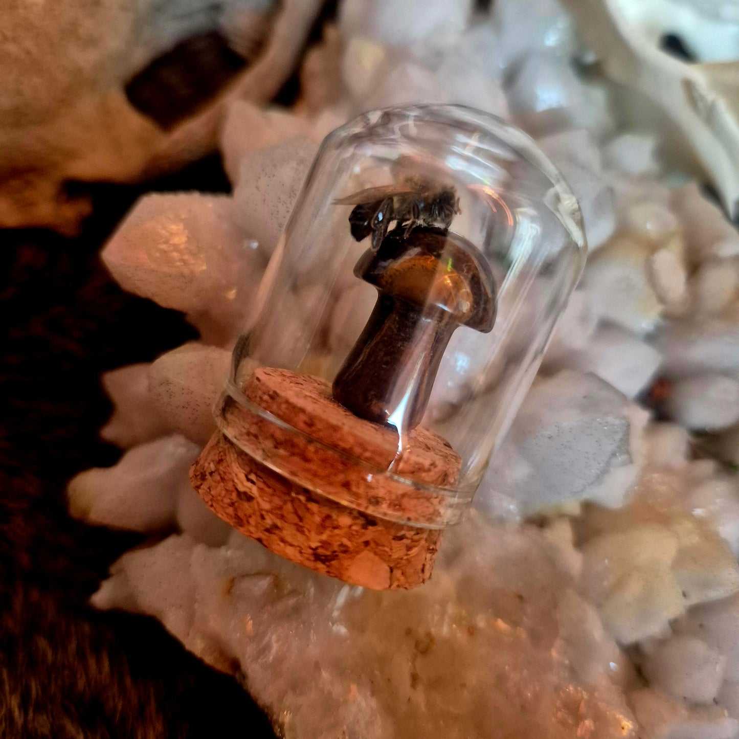 Tigers Eye Mushroom Bee Dome