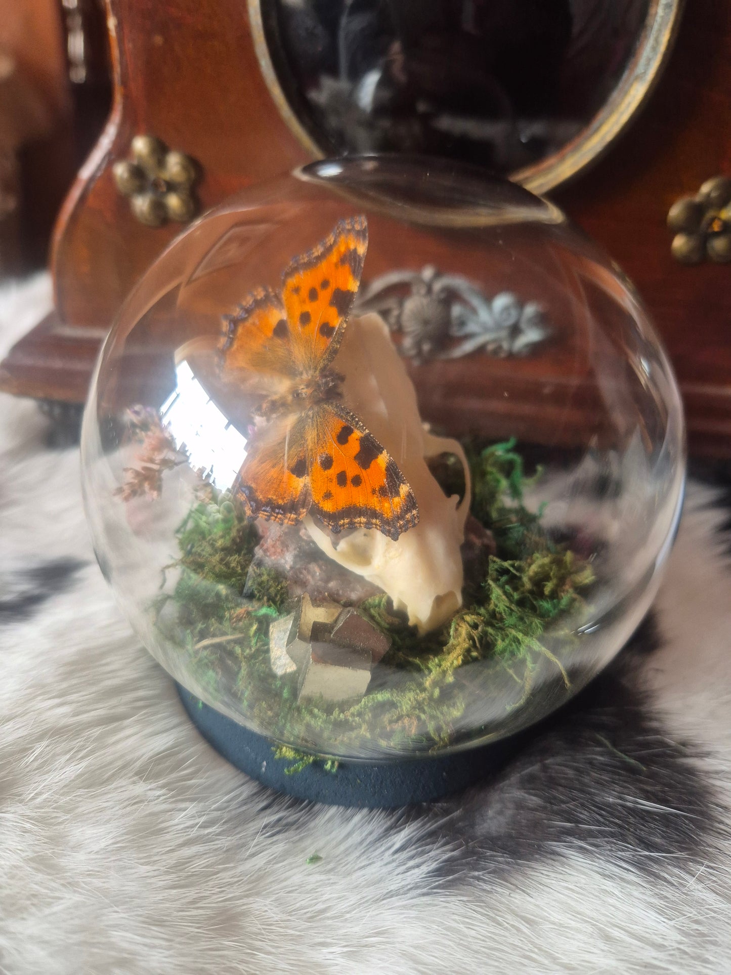 Stoat Skull and Tortoise Shell