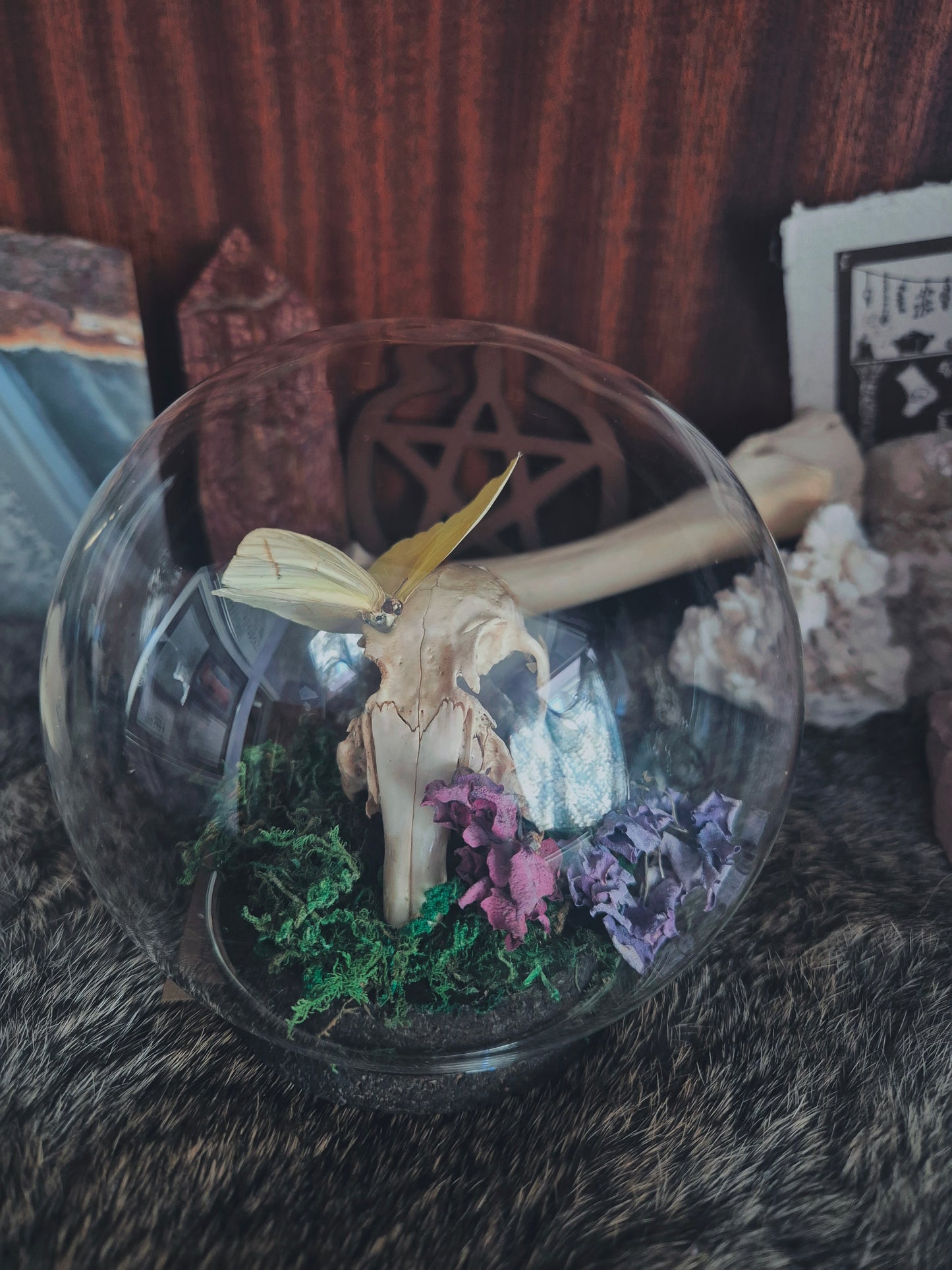 Rabbit Skull and Butterfly Dome