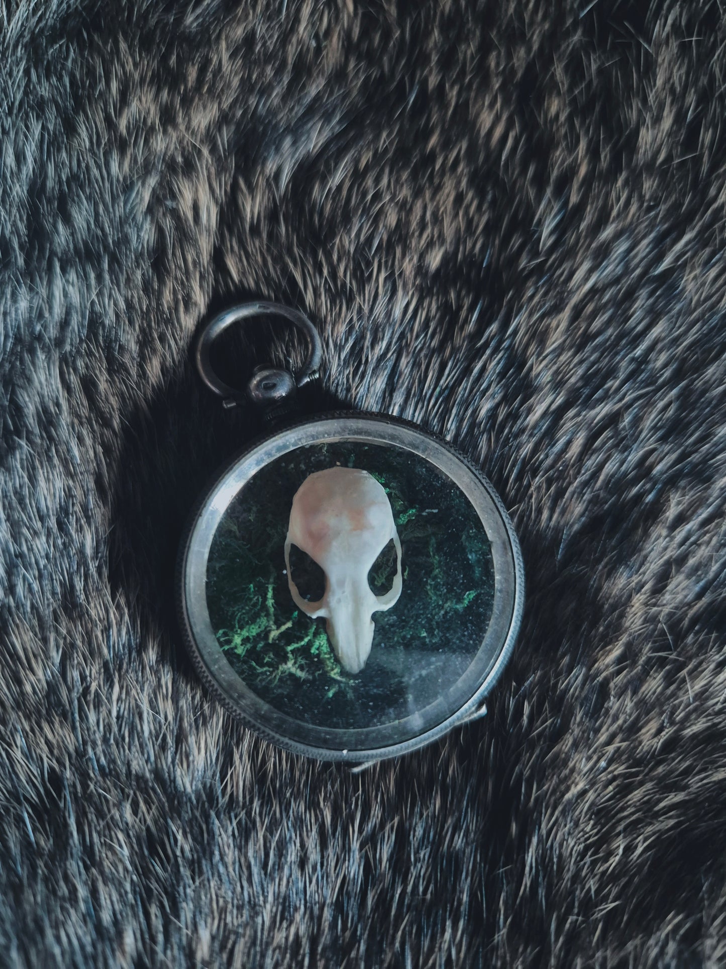 Guinea Pig Skull in Pocket Watch