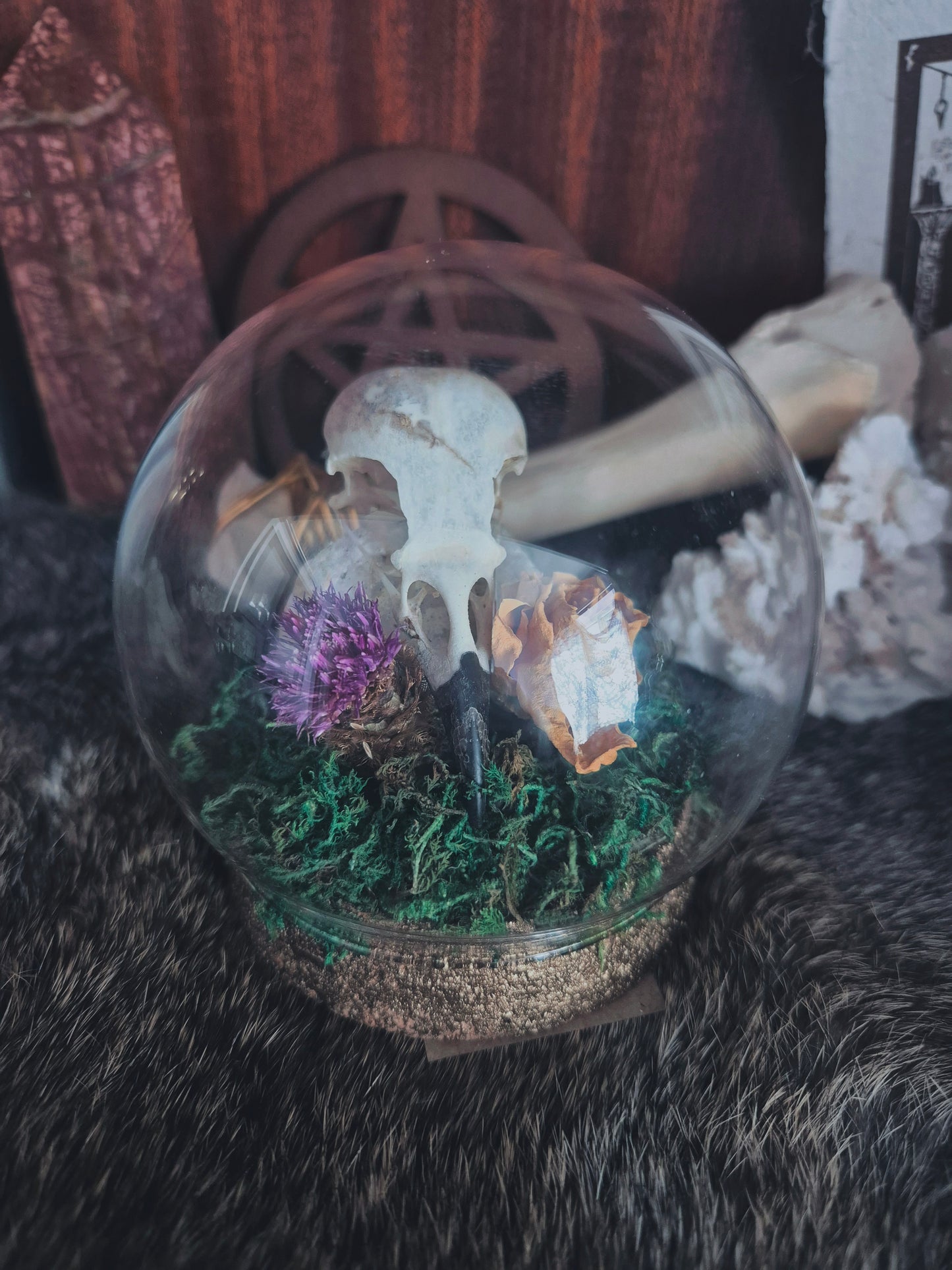 Crow Skull Dome