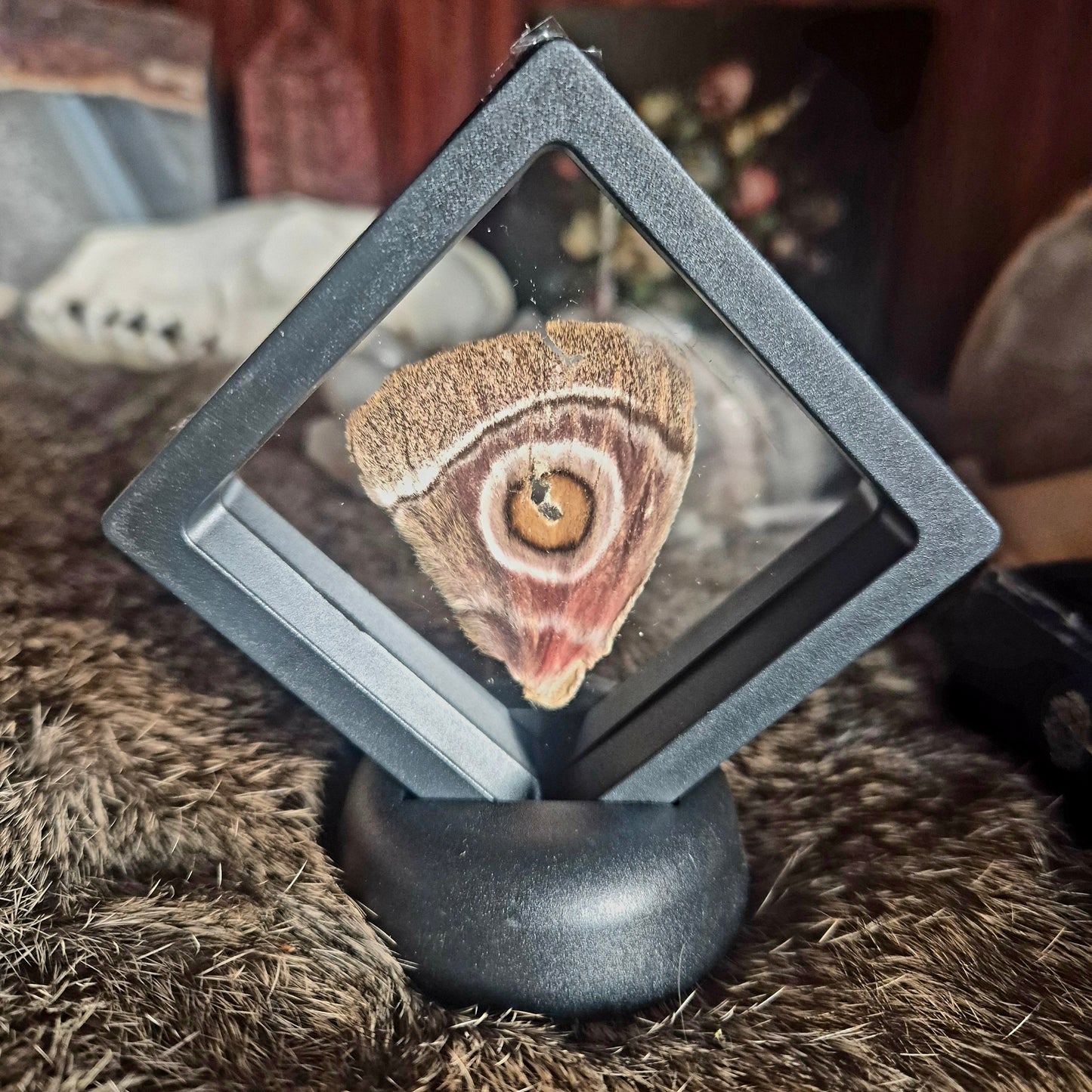 Butterfly Wing Frame