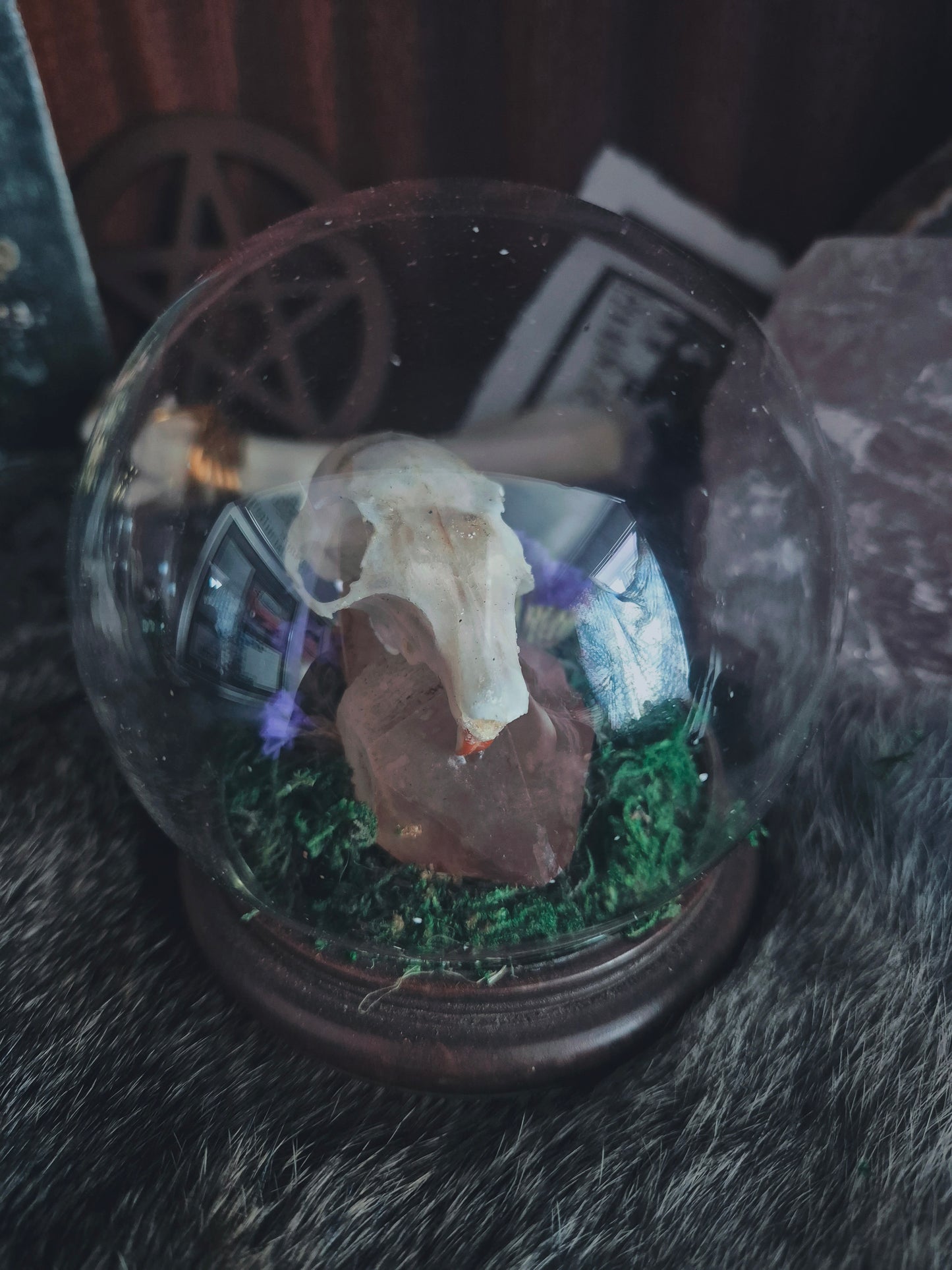 Squirrel Skull Dome