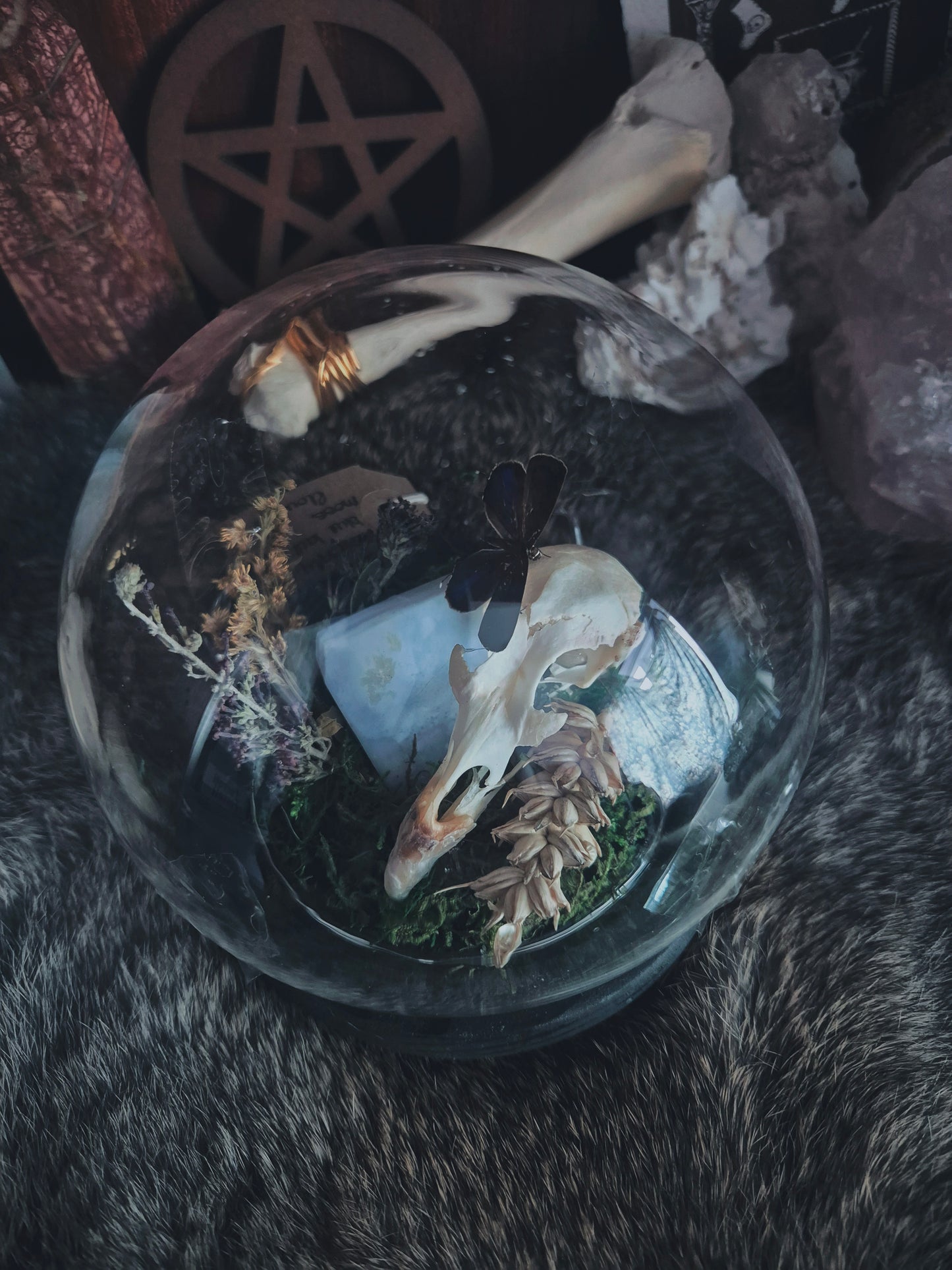 Grouse skull and Butterfly Dome