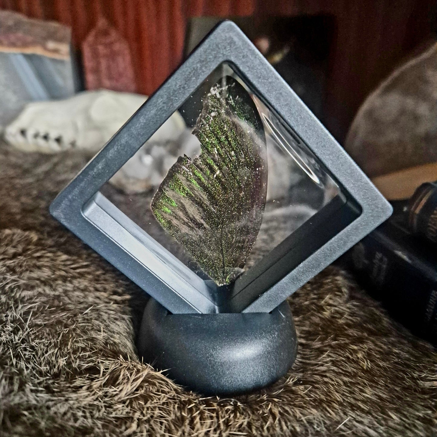 Butterfly Wing Frame