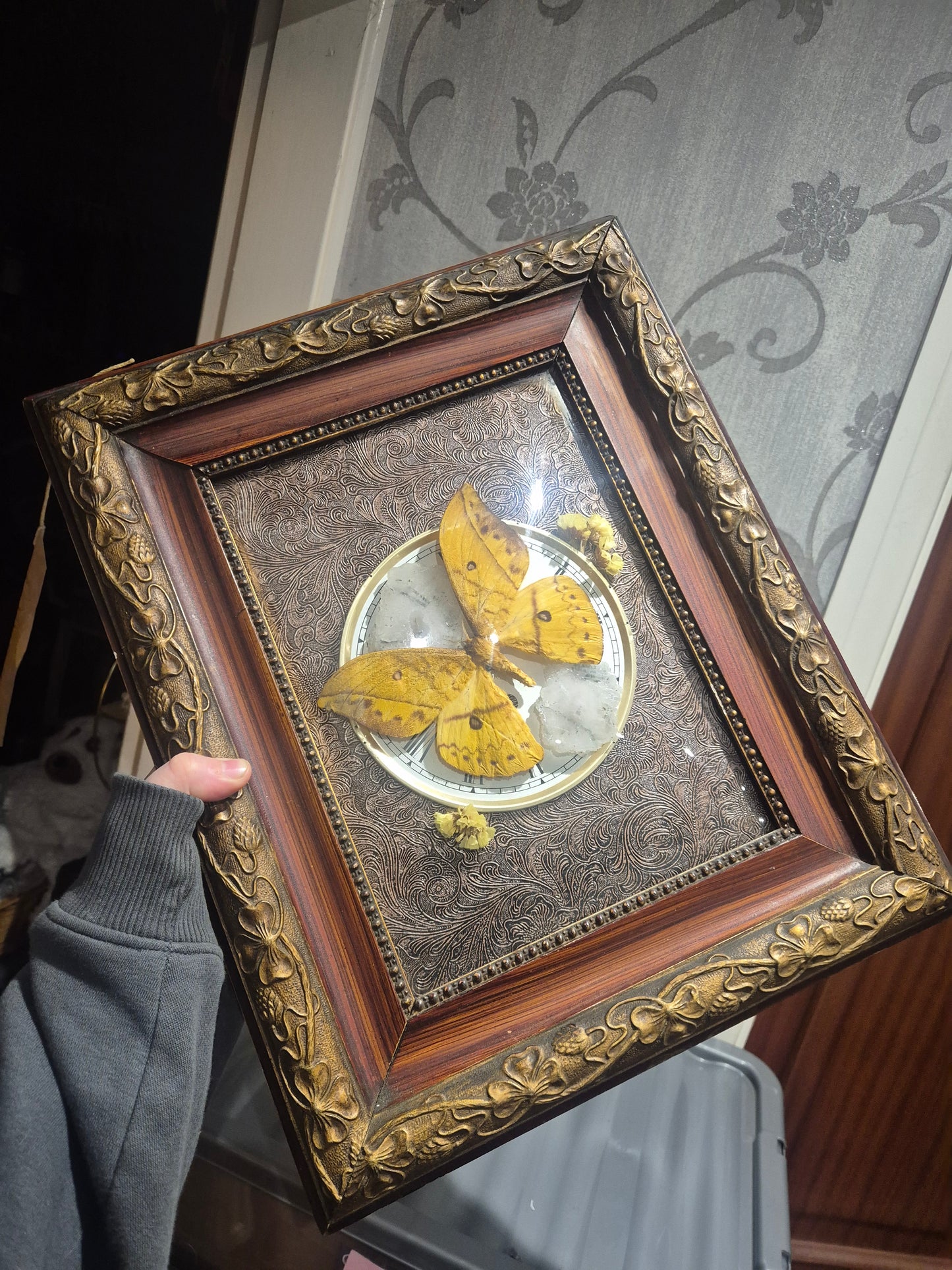 Imperator Moth Convex Frame