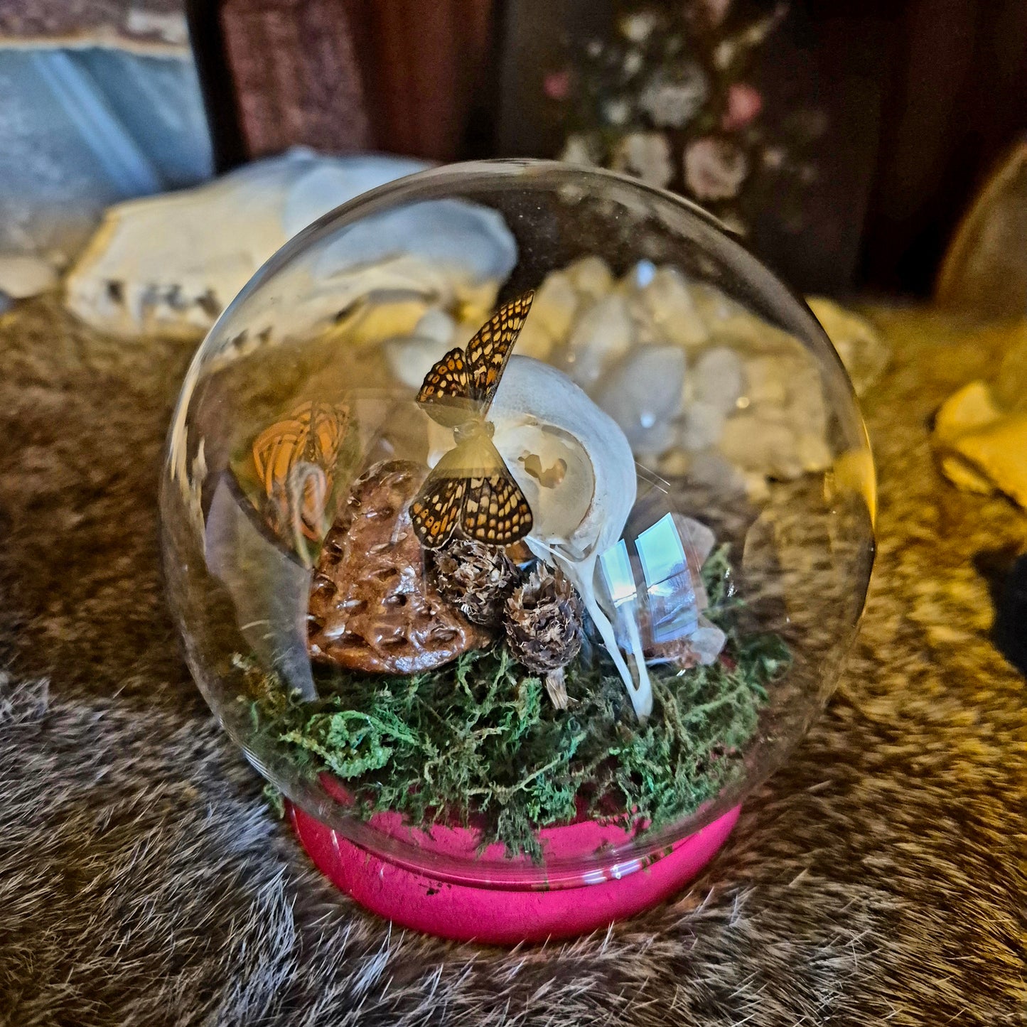 Pigeon Skull and Marsh Fritillary Butterfly Bubble Dome