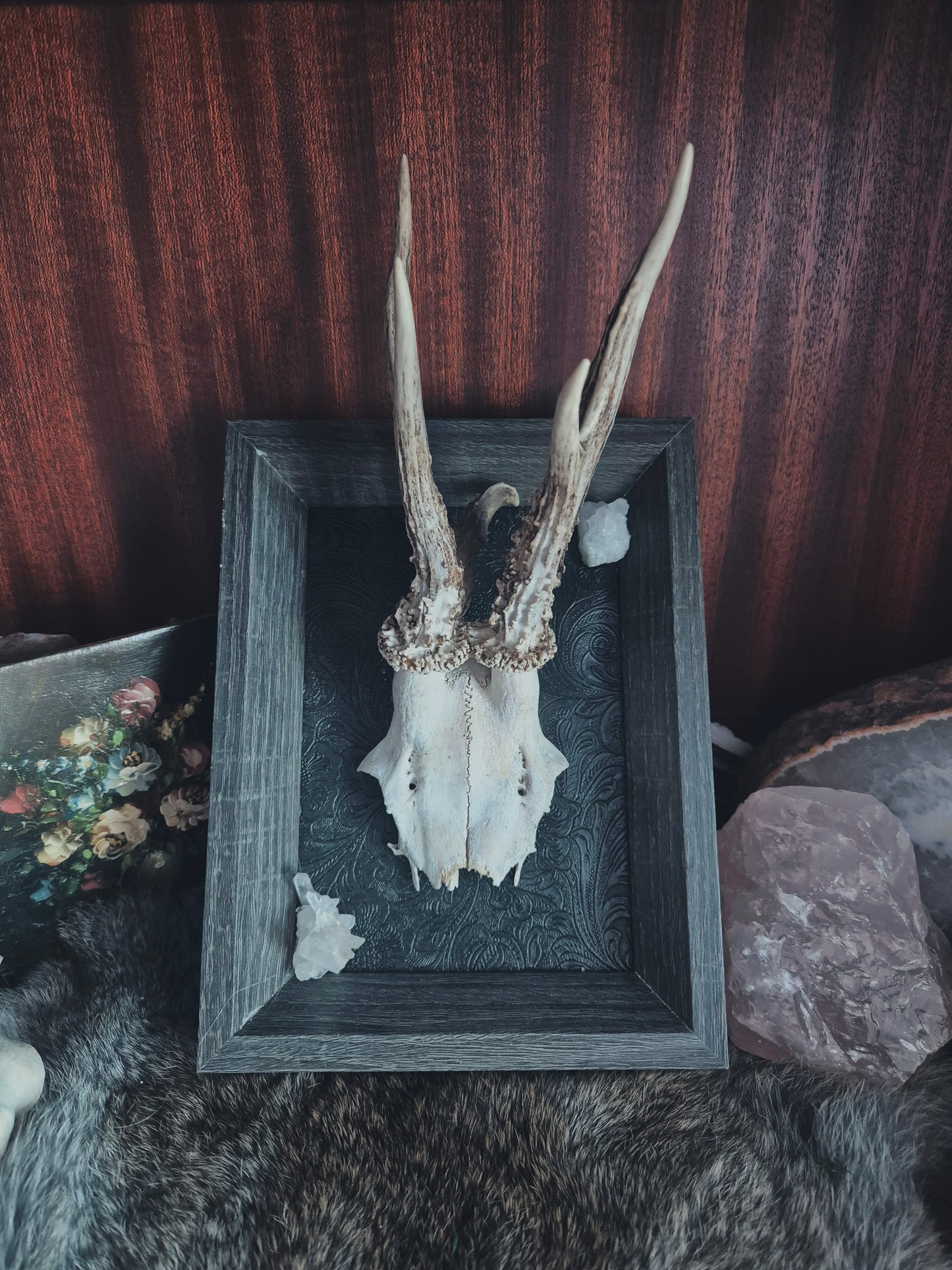 Deer Skull Cap Frame