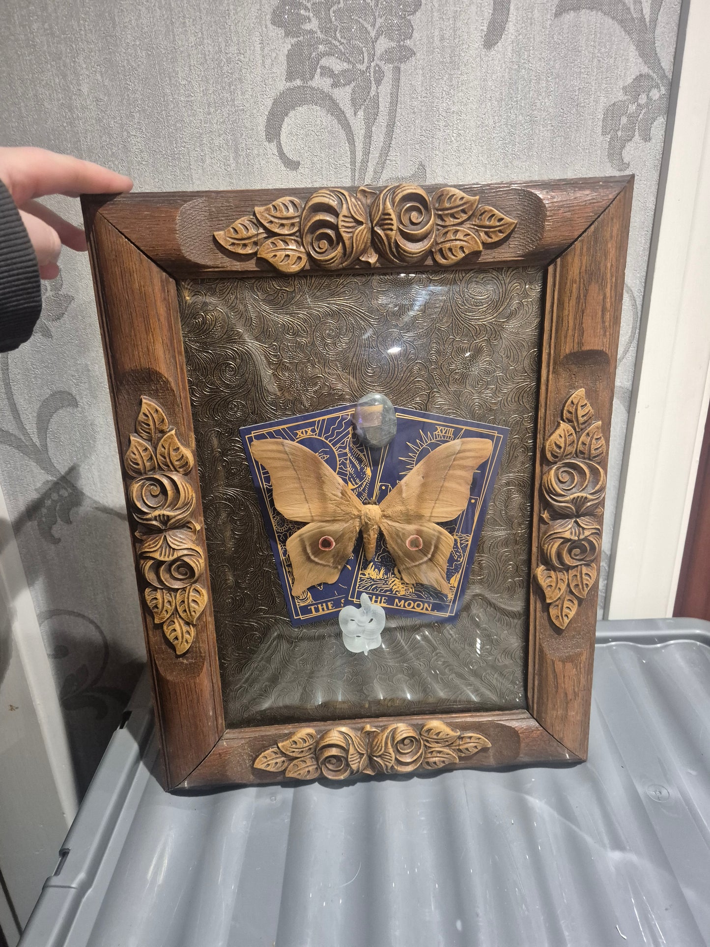 Silk Moth Convex Frame