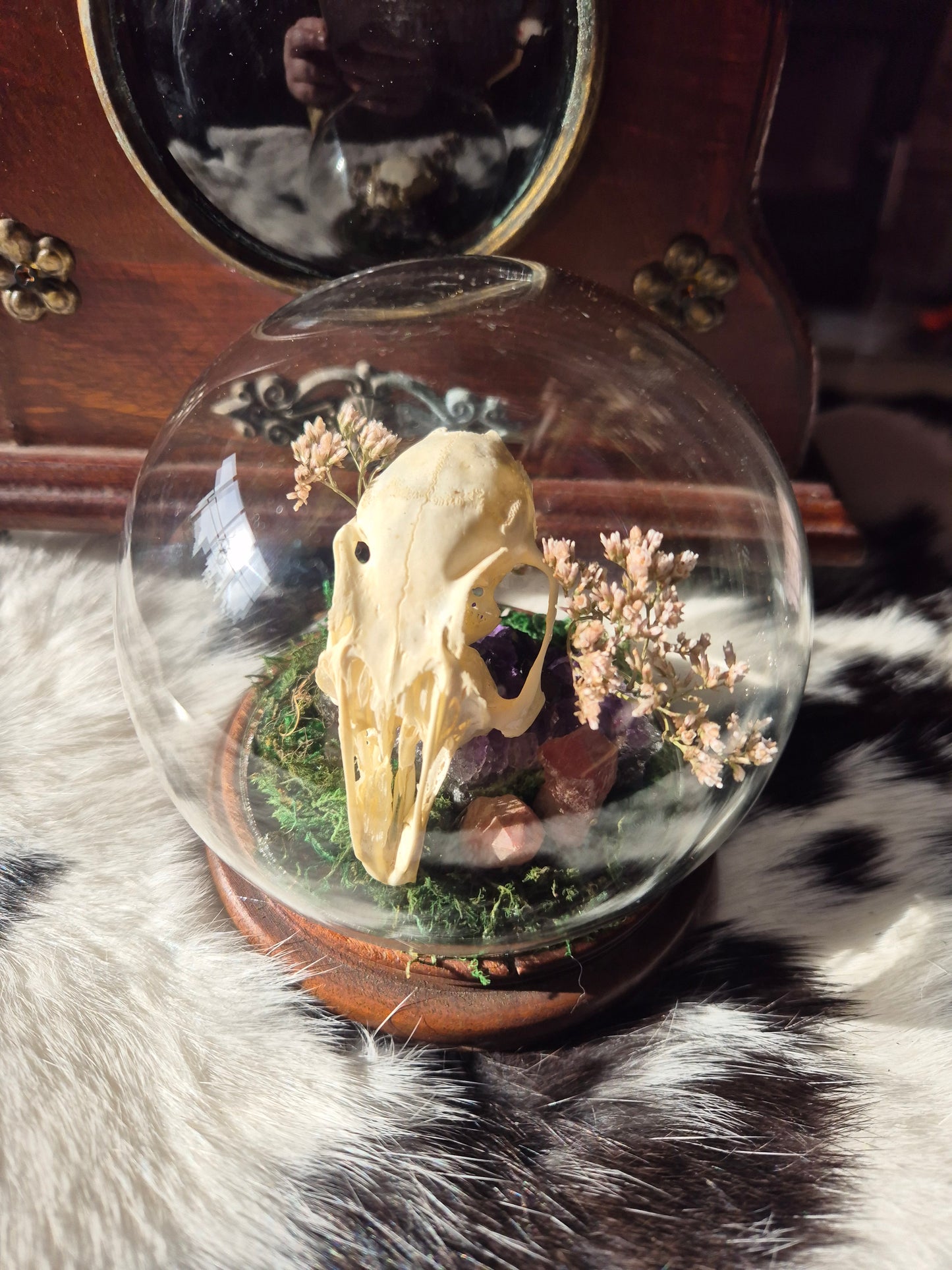 Rabbit Skull