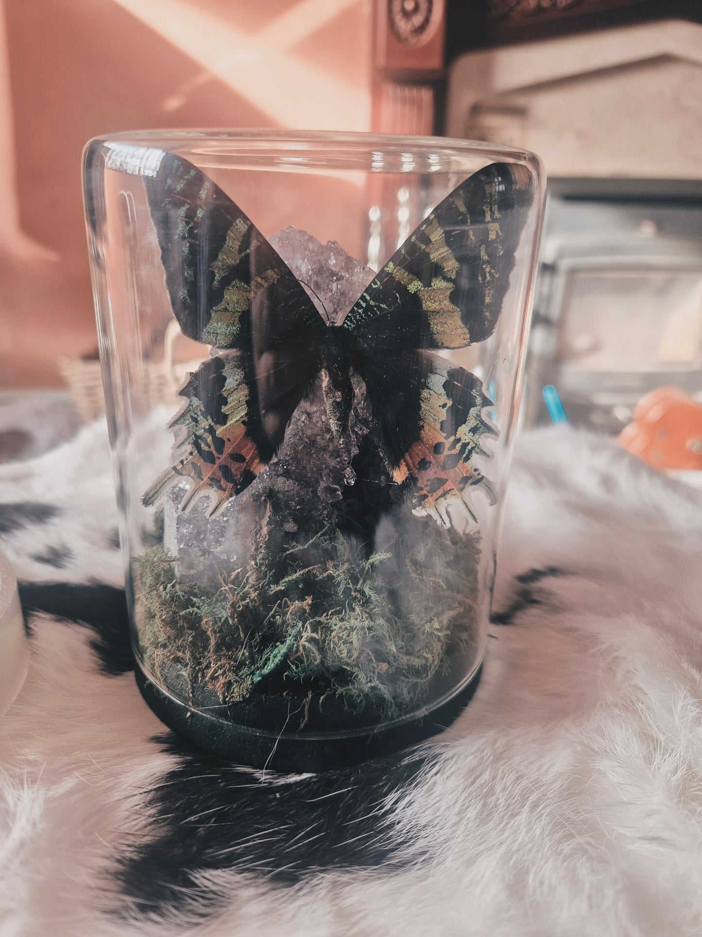 Madagascan Sunset Moth