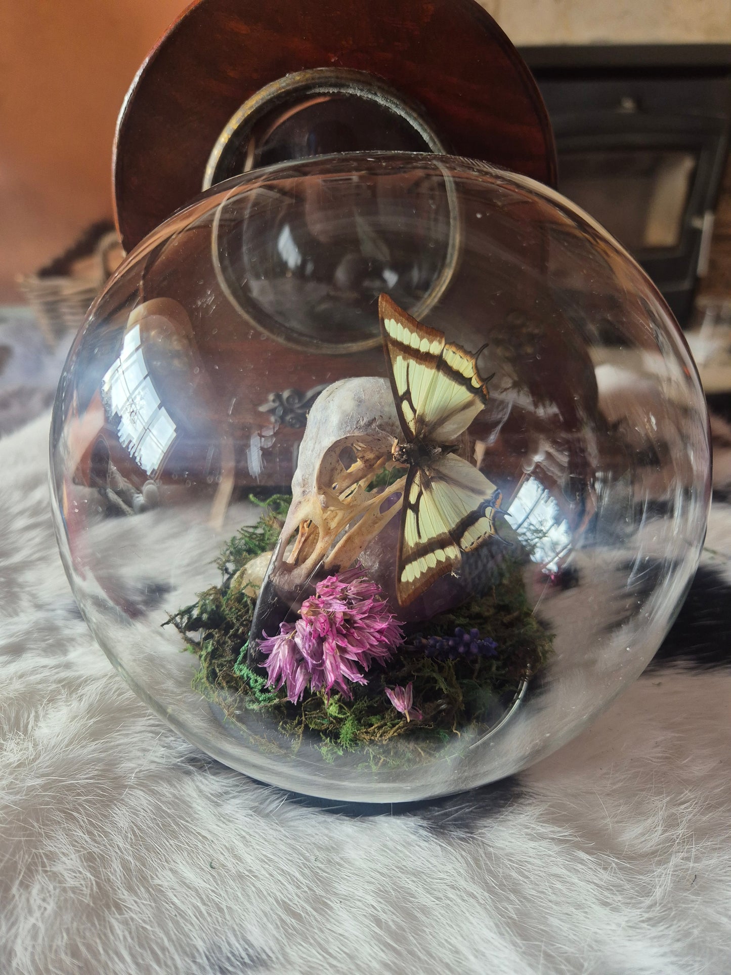 Crow Skull and Common Nawab