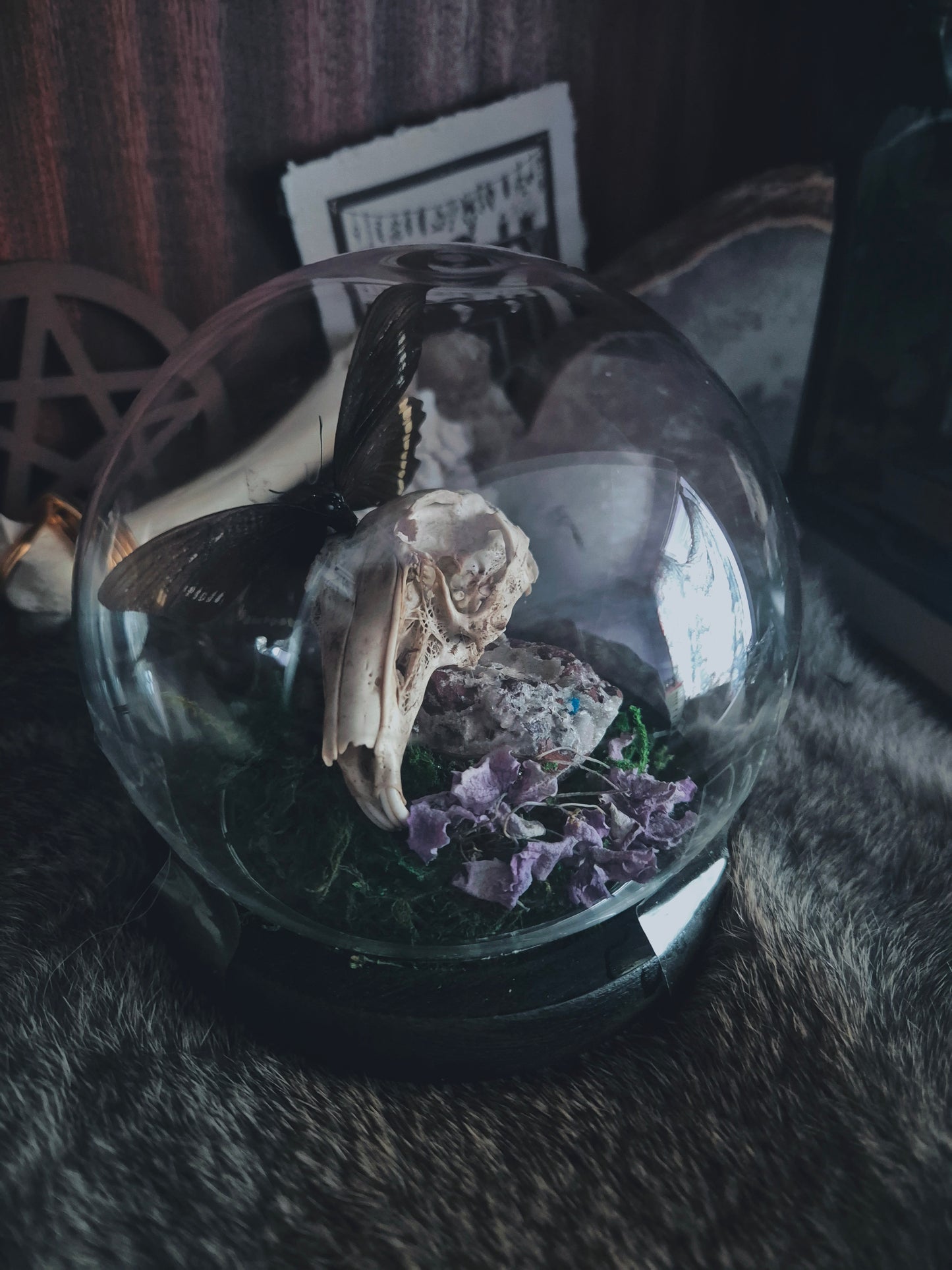 Rabbit Skull and Butterfly Dome