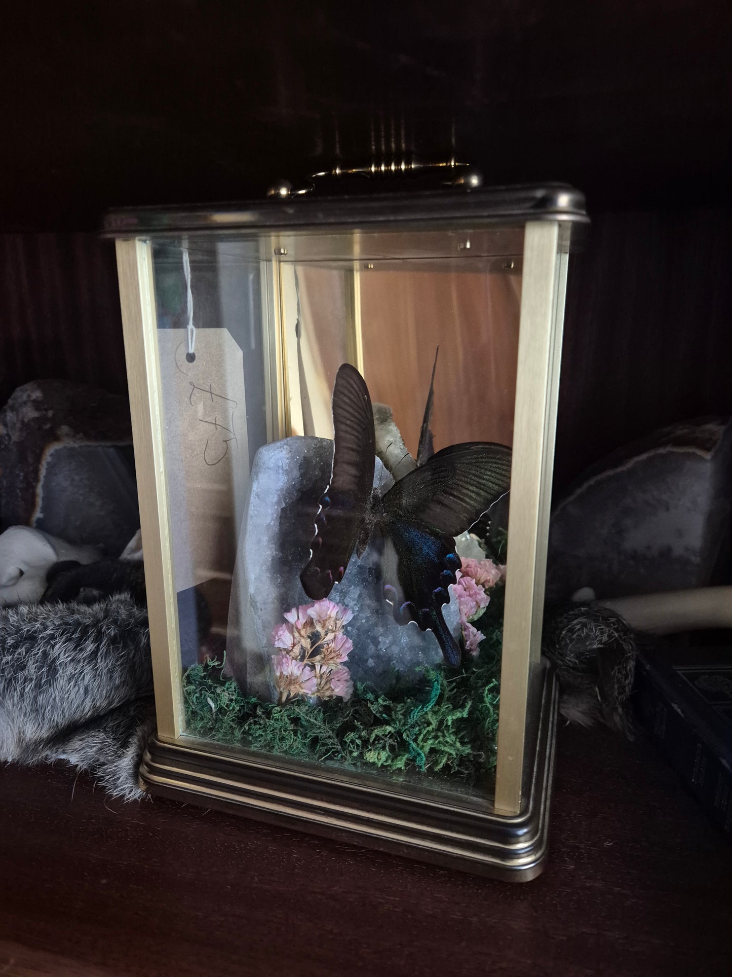 Asian Swallowtail in Clock Case