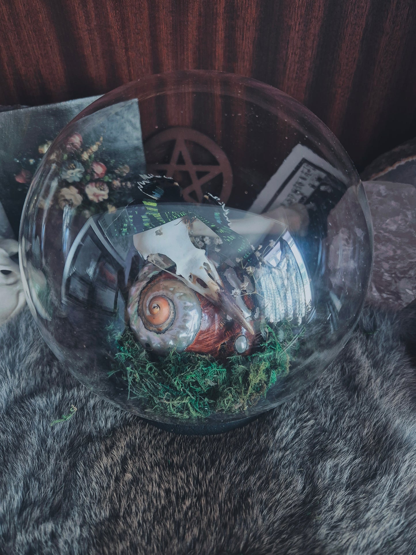 Crow Skull and Sunset moth Dome