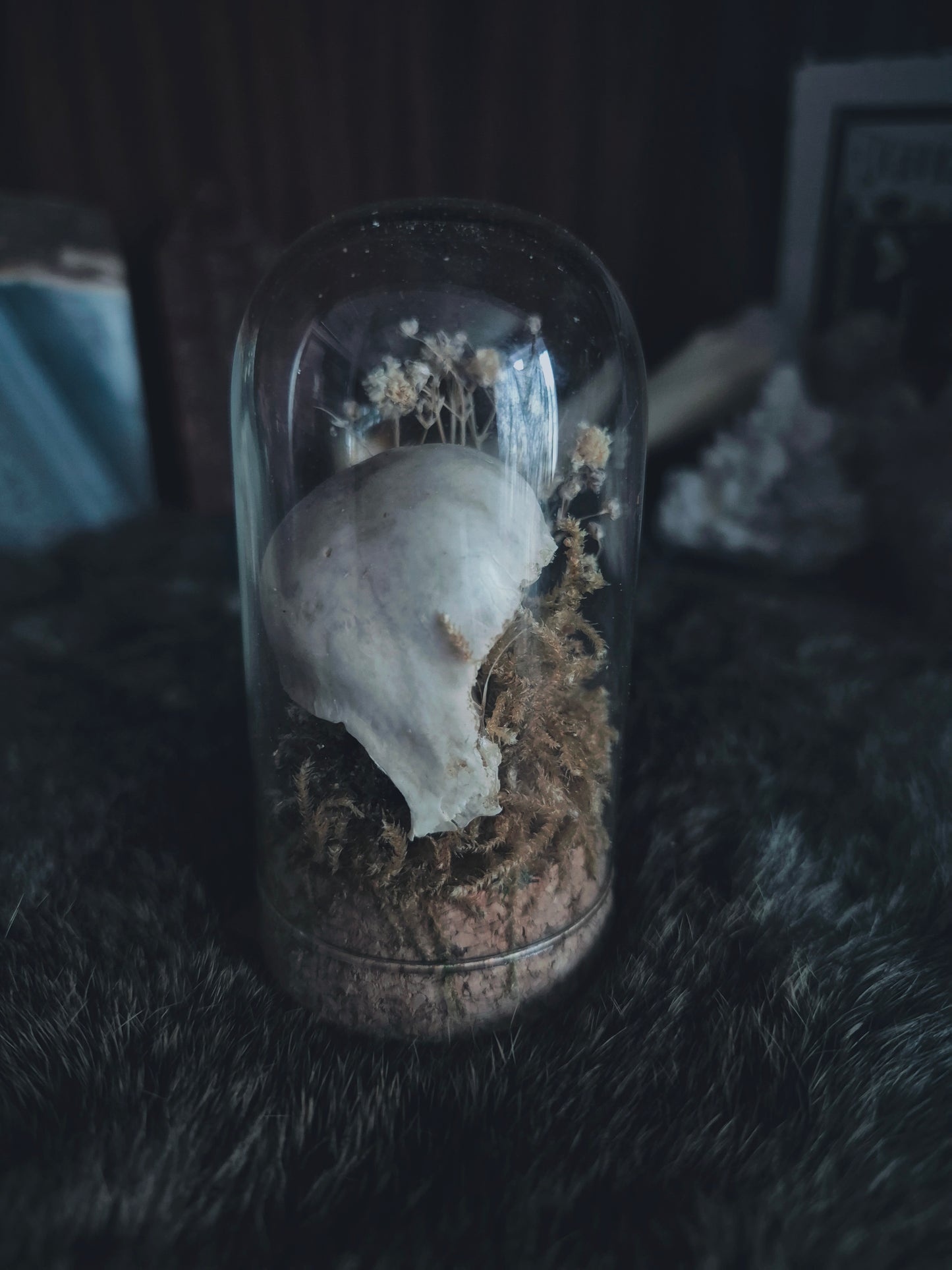 Partial Bird Skull Dome