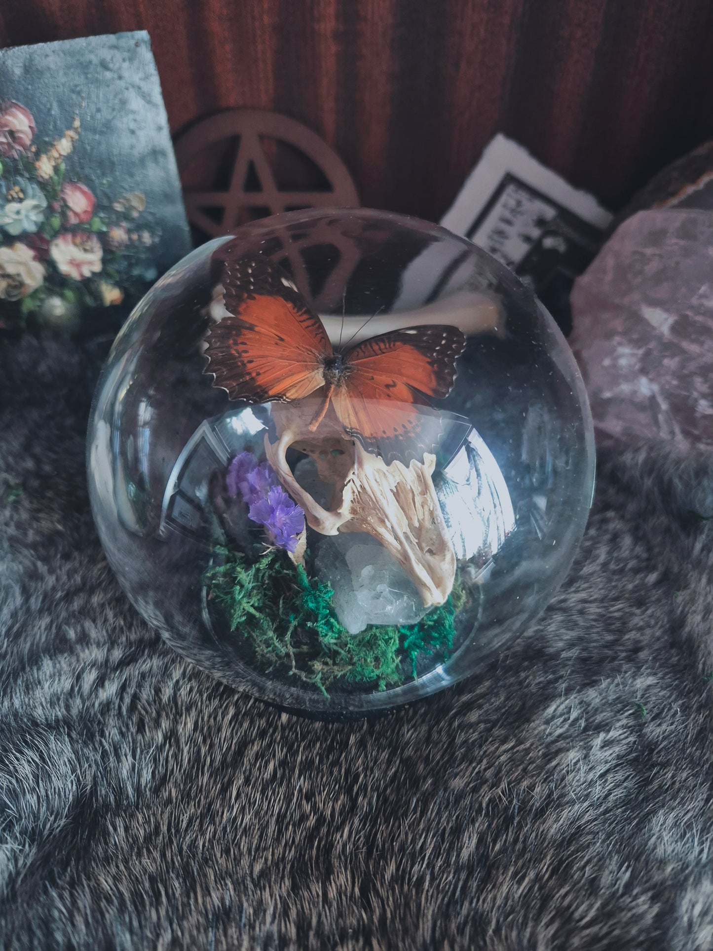 Rabbit Skull anf Butterfly Dome