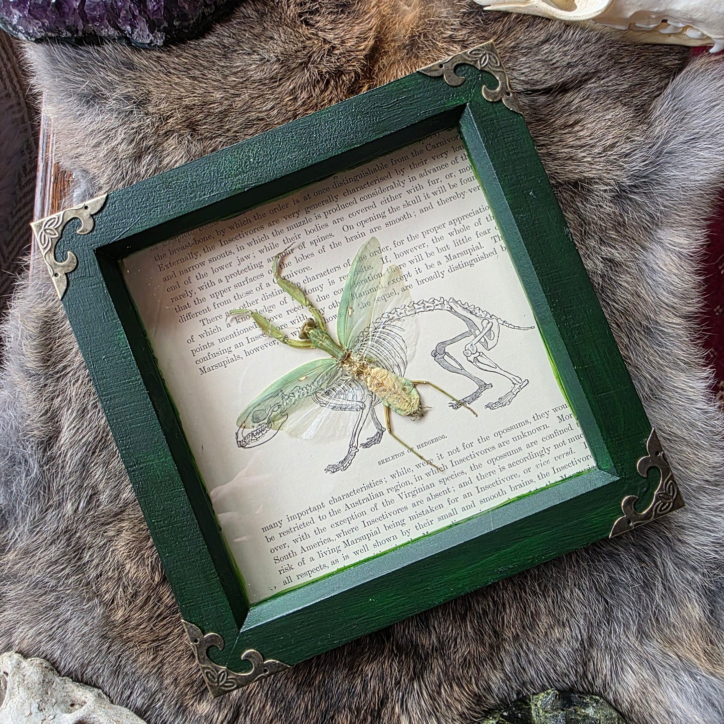 Praying mantis Frame