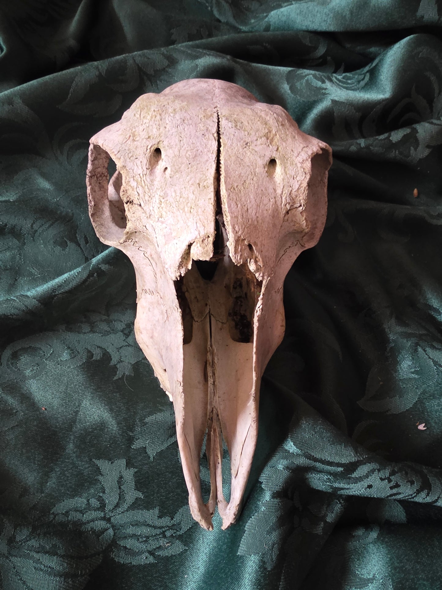 sheep skull