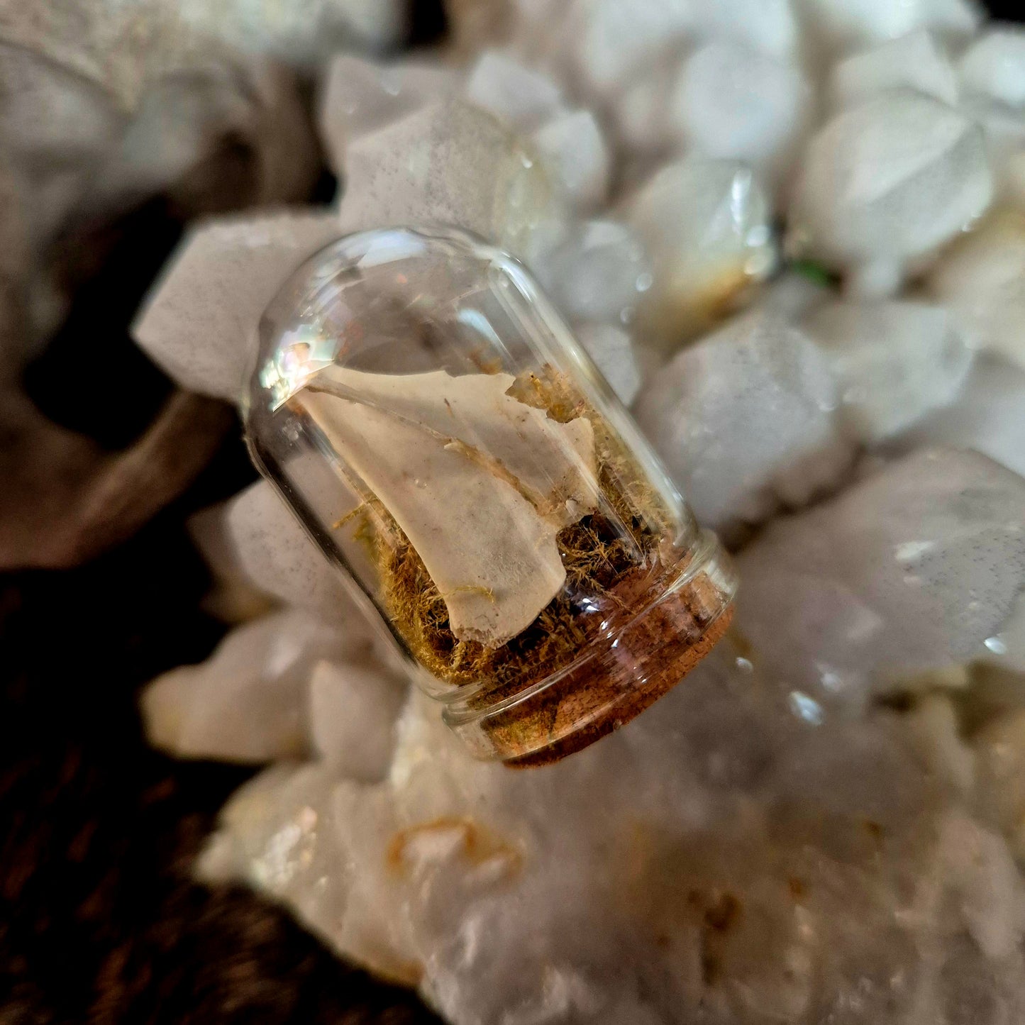 Rat Scapular Mini Dome