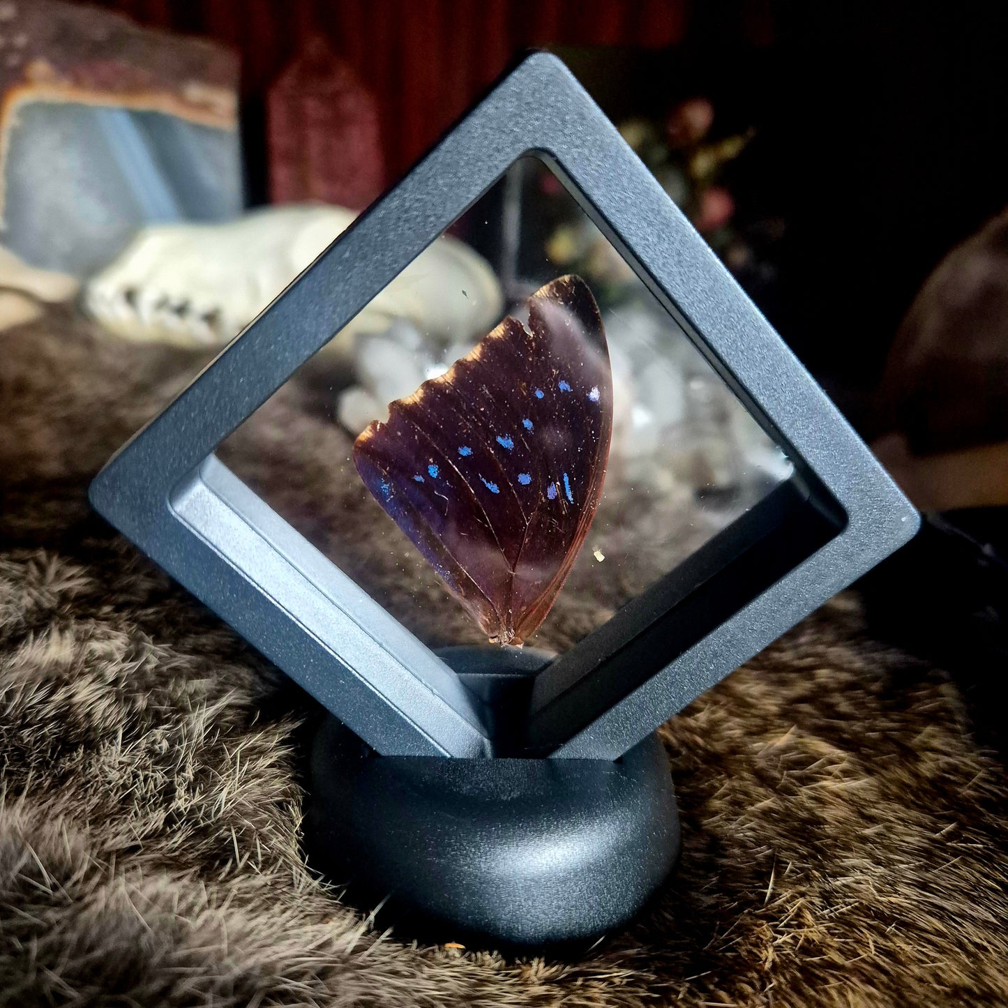 Butterfly Wing Frame