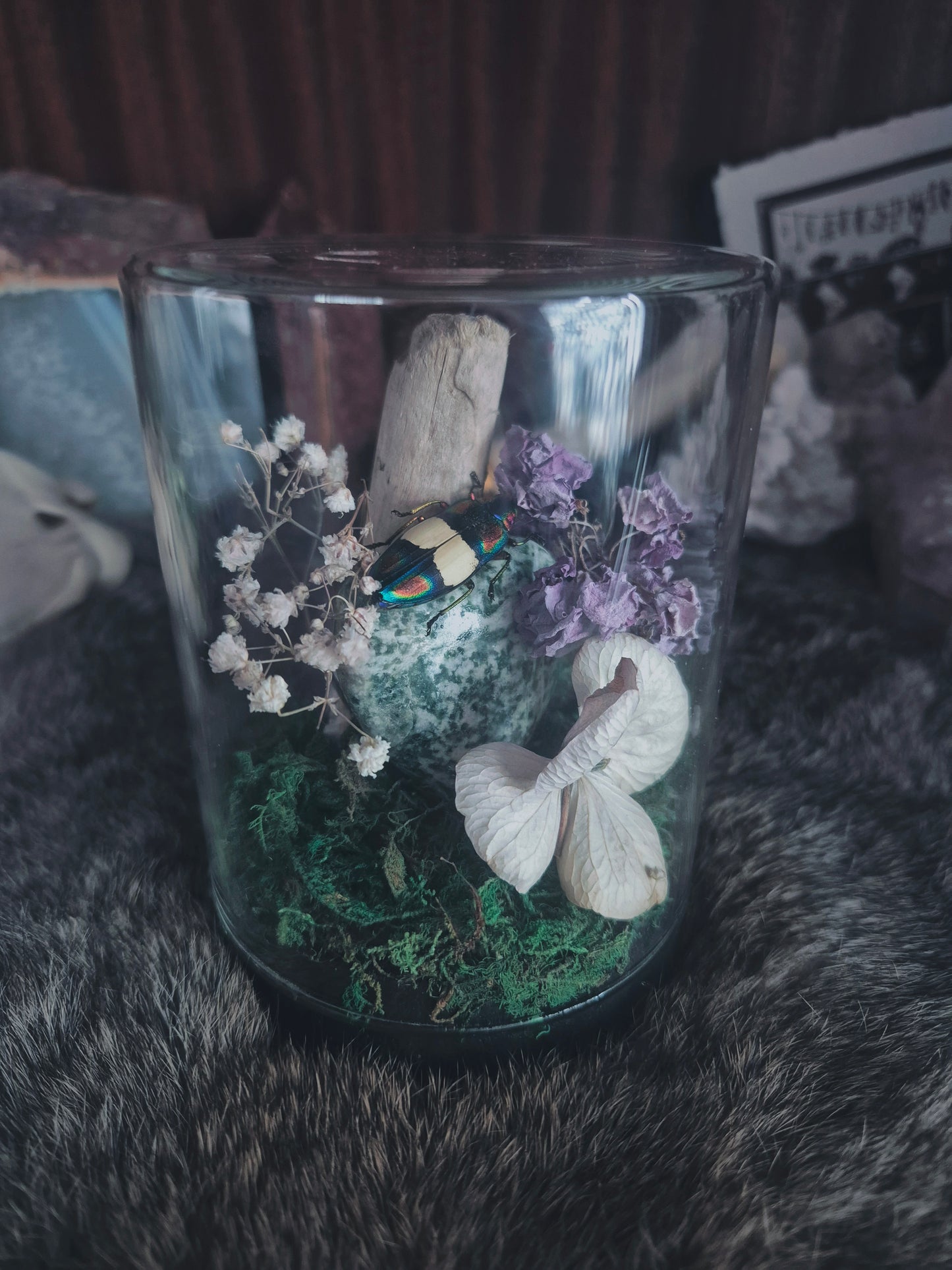 Jewel Beetle Dome