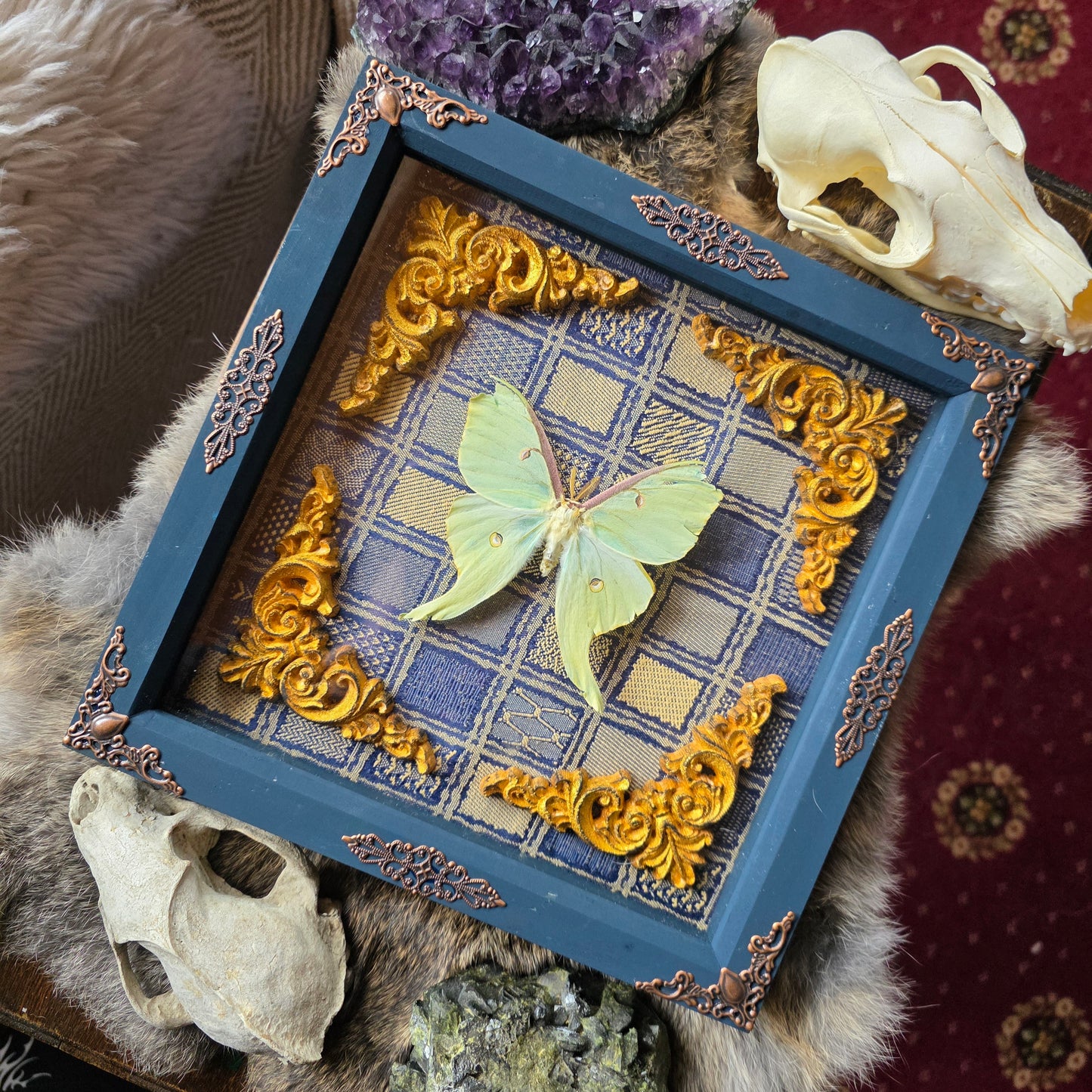 Luna Moth Frame
