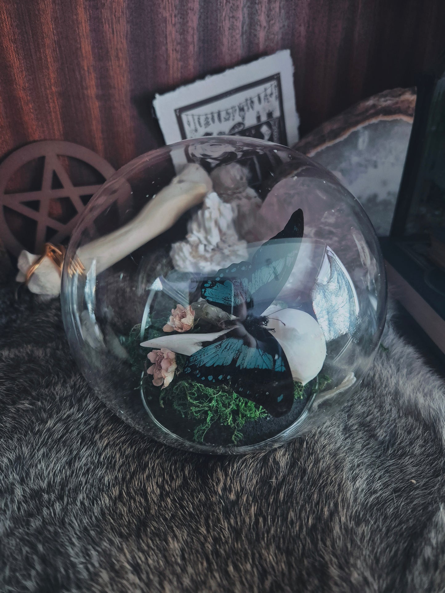 Crow Skull and Butterfly Dome