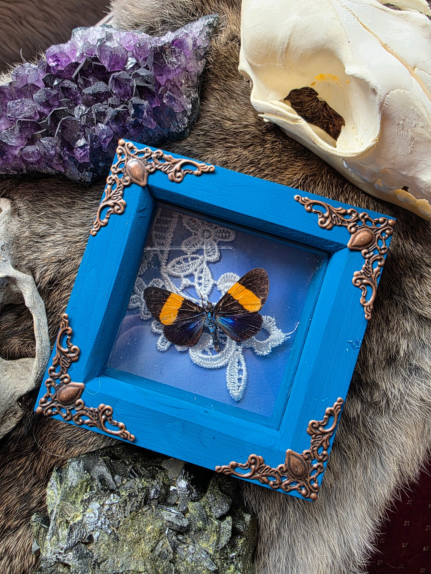 Milionia Moth Frame