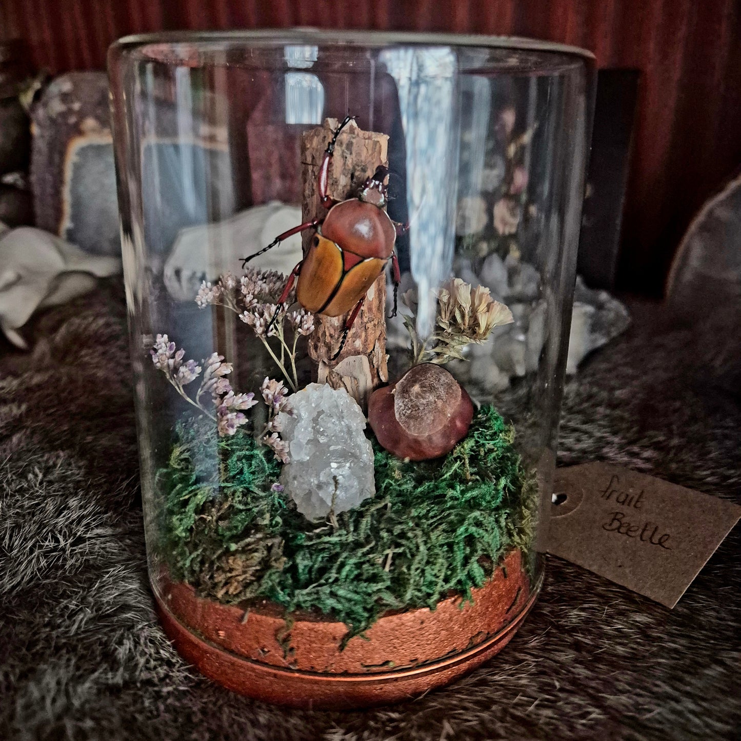Fruit Beetle Jar