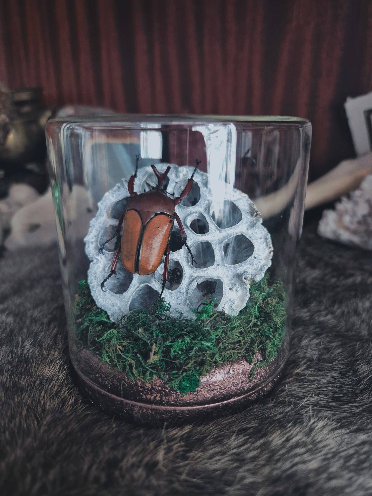 Fruit Beetle Dome